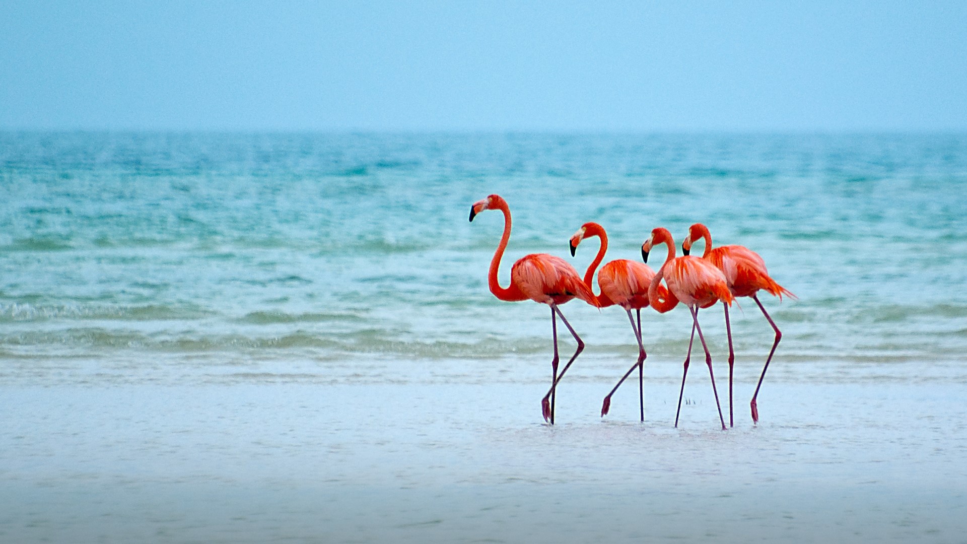 Free download wallpaper Birds, Sea, Beach, Flamingo, Horizon, Bird, Ocean, Animal on your PC desktop