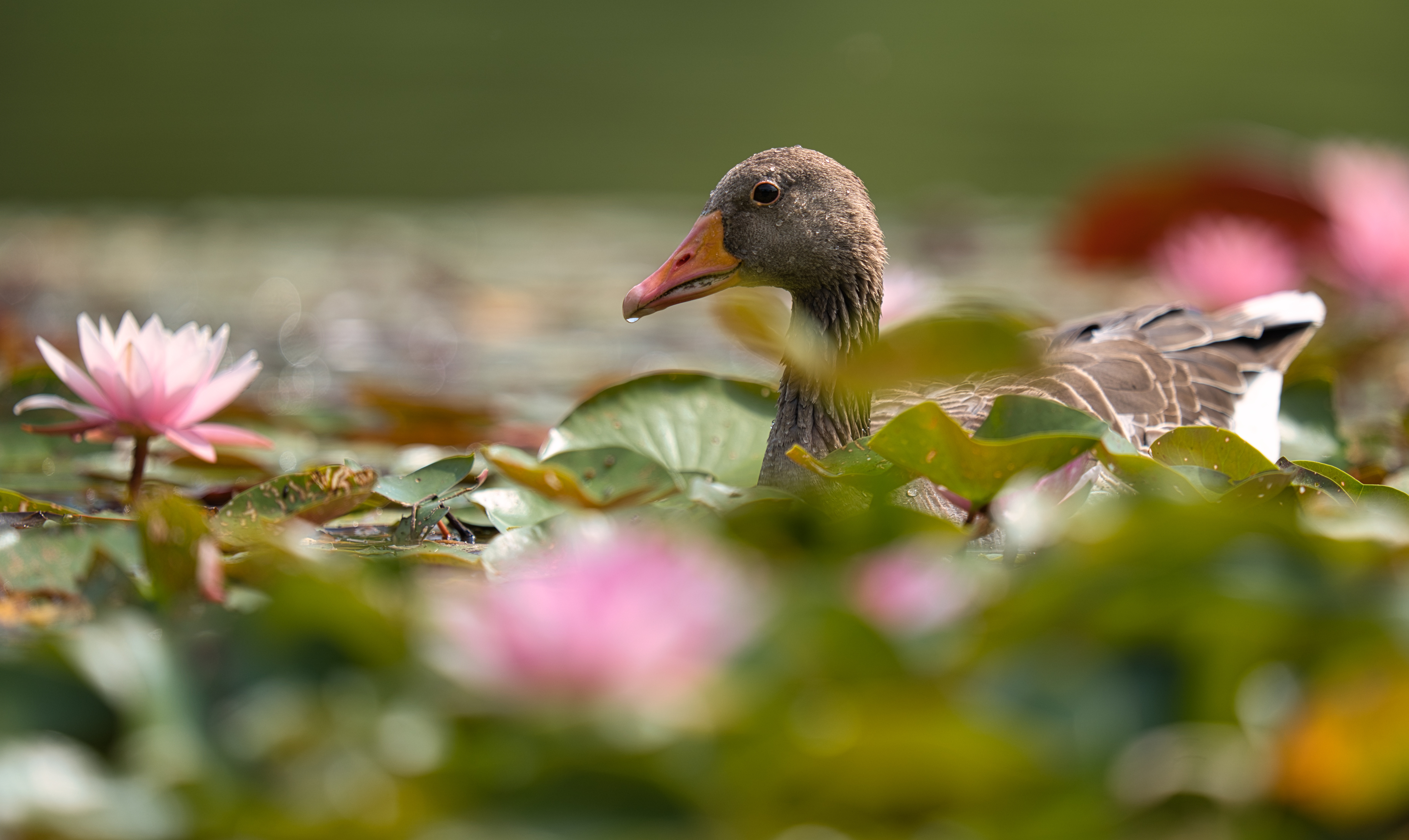 Free download wallpaper Birds, Animal, Water Lily, Goose on your PC desktop