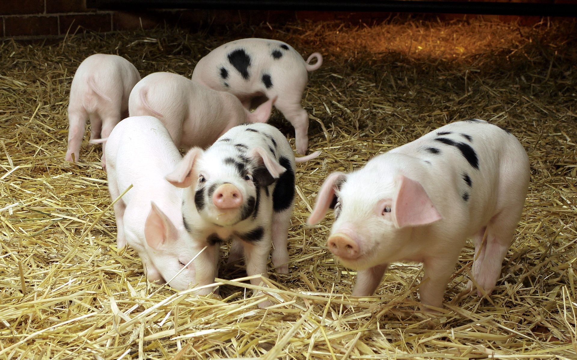 animals, pigs, young, small, cubs, hay