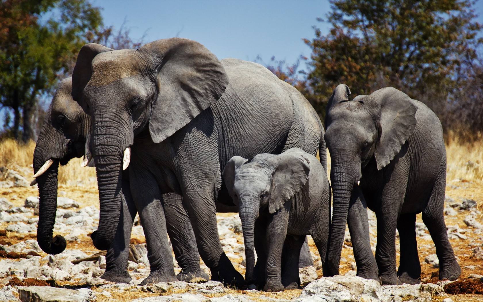 297957 télécharger le fond d'écran animaux, éléphant de savane d'afrique, éléphants - économiseurs d'écran et images gratuitement