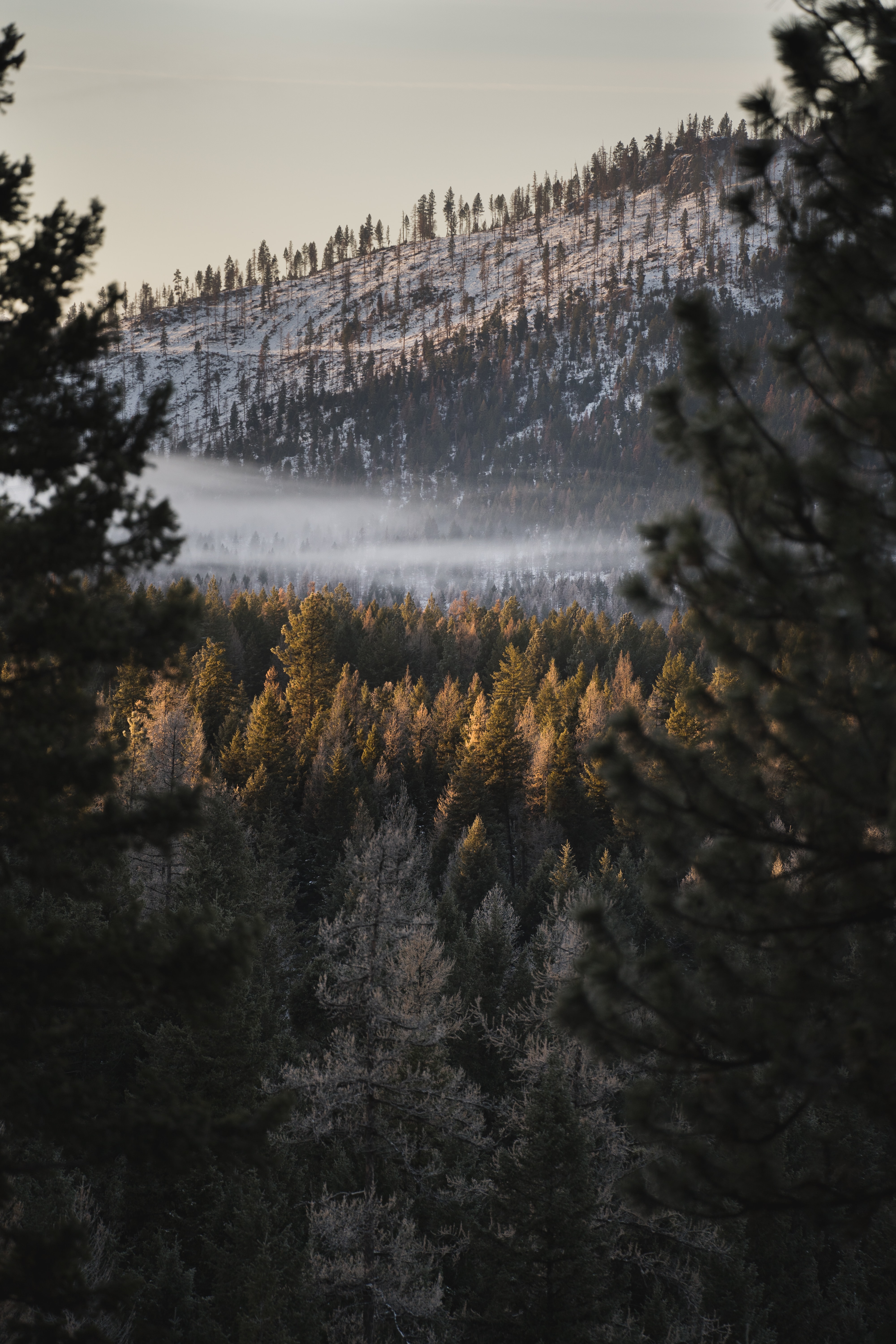 PCデスクトップに丘, 自然, 霧, 木, 森, 森林画像を無料でダウンロード
