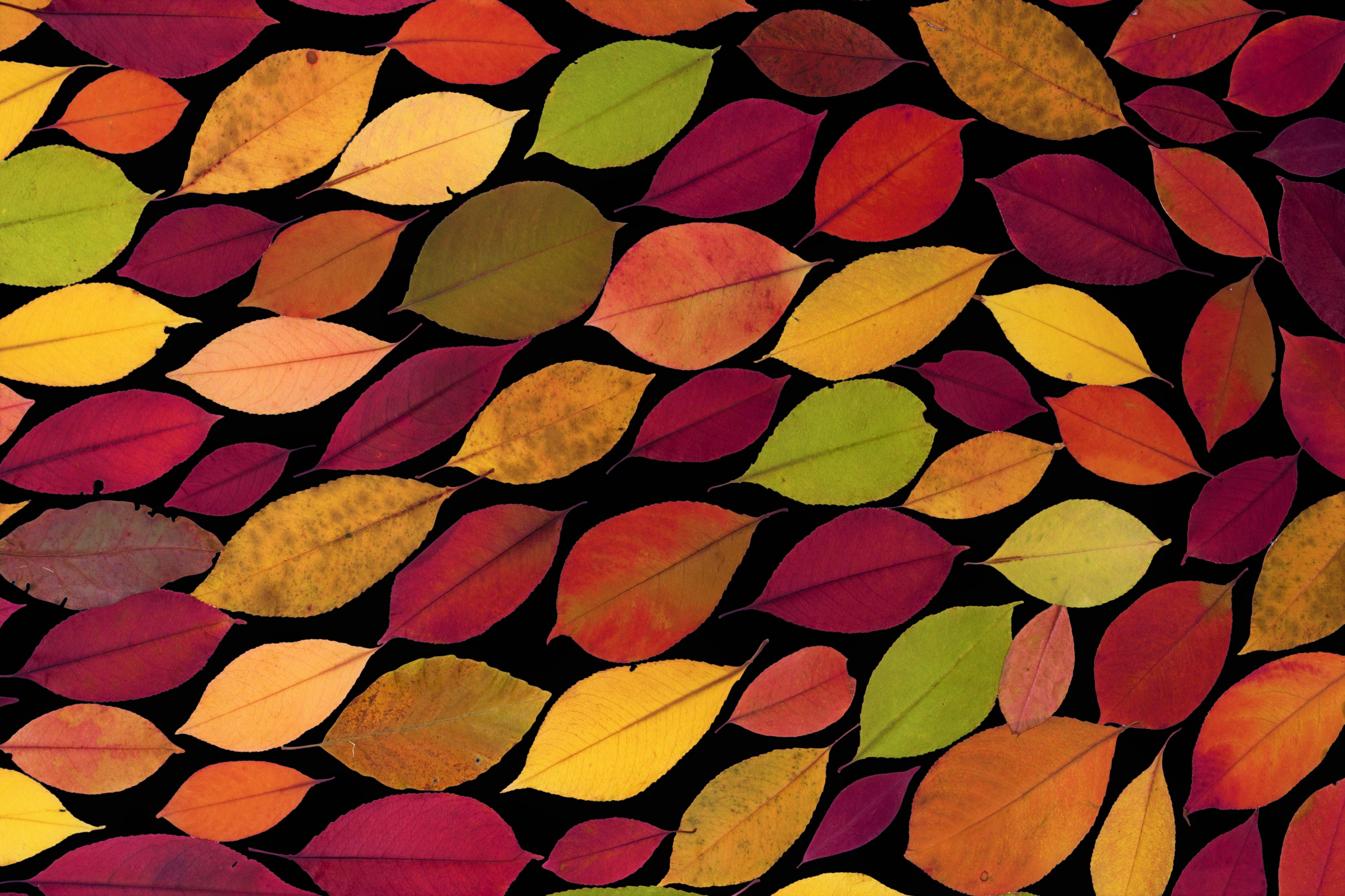Скачать обои бесплатно Осень, Лист, Красочный, Художественные картинка на рабочий стол ПК