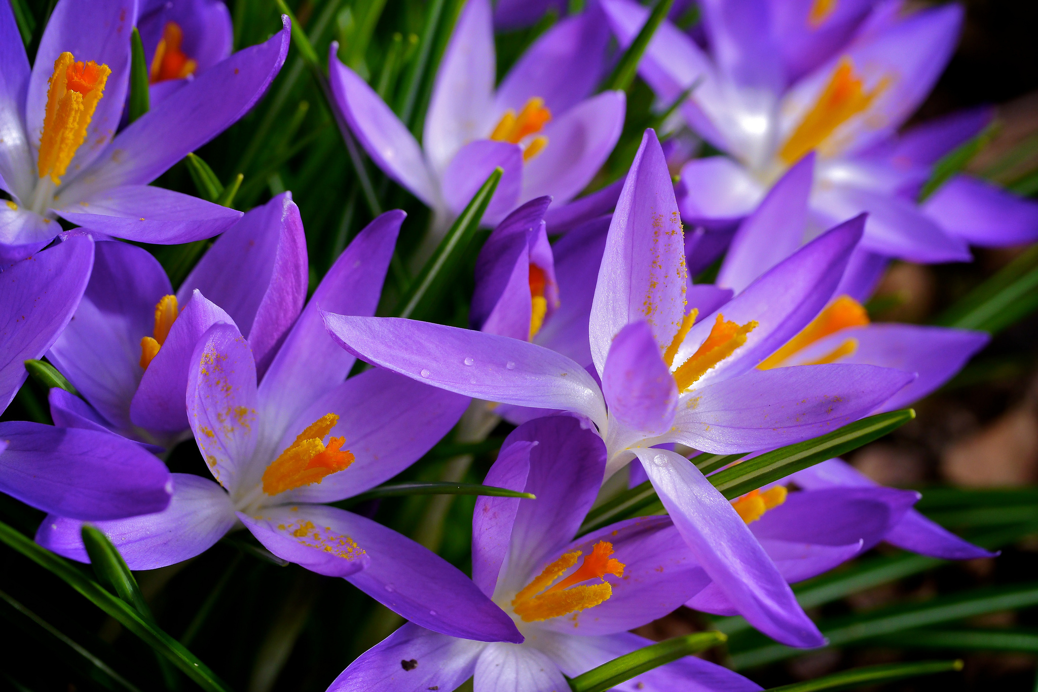 PCデスクトップに自然, フラワーズ, 花, 地球, クロッカス, 紫色の花画像を無料でダウンロード