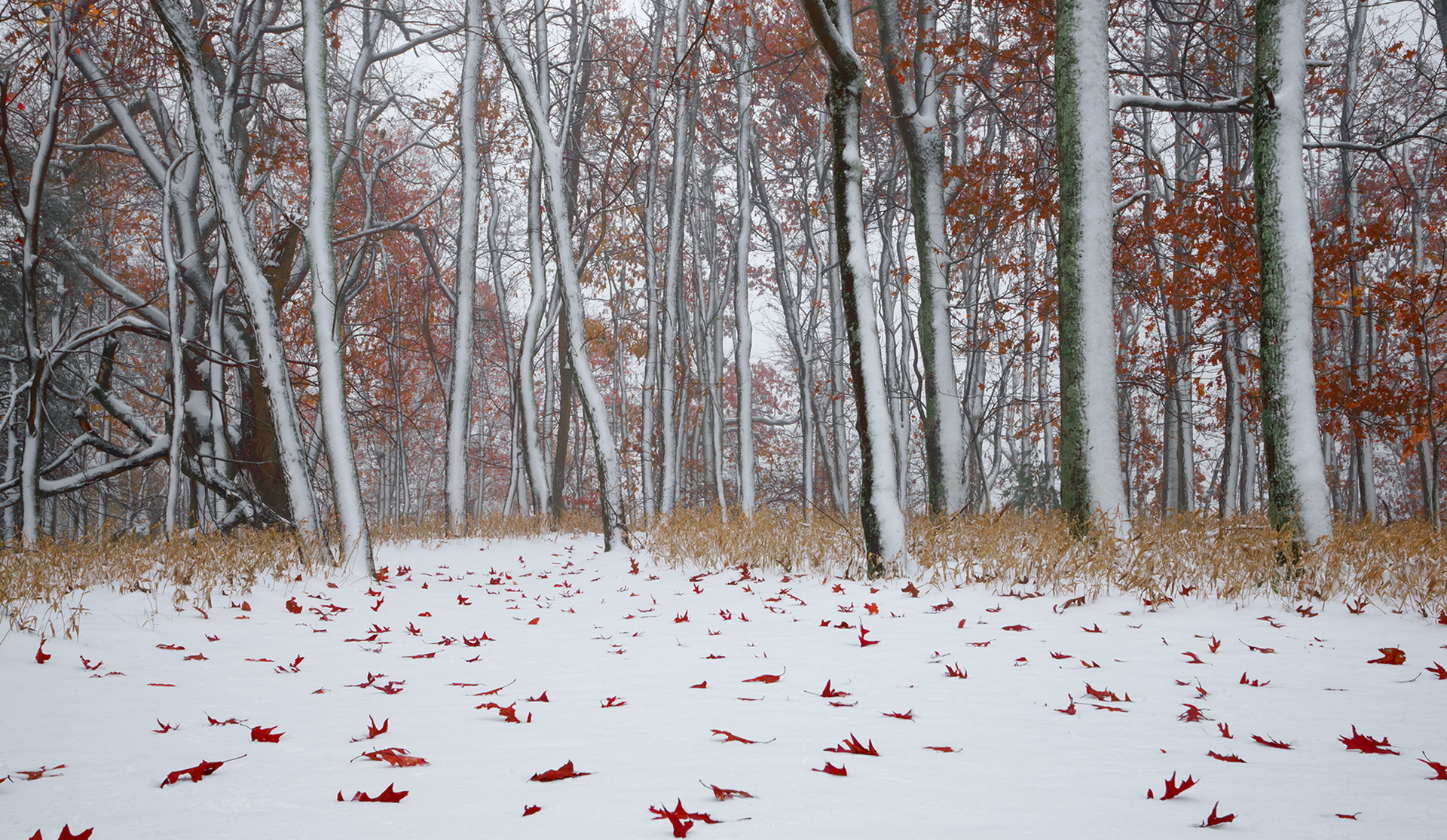 Baixar papel de parede para celular de Inverno, Natureza, Neve, Floresta, Árvore, Terra/natureza gratuito.