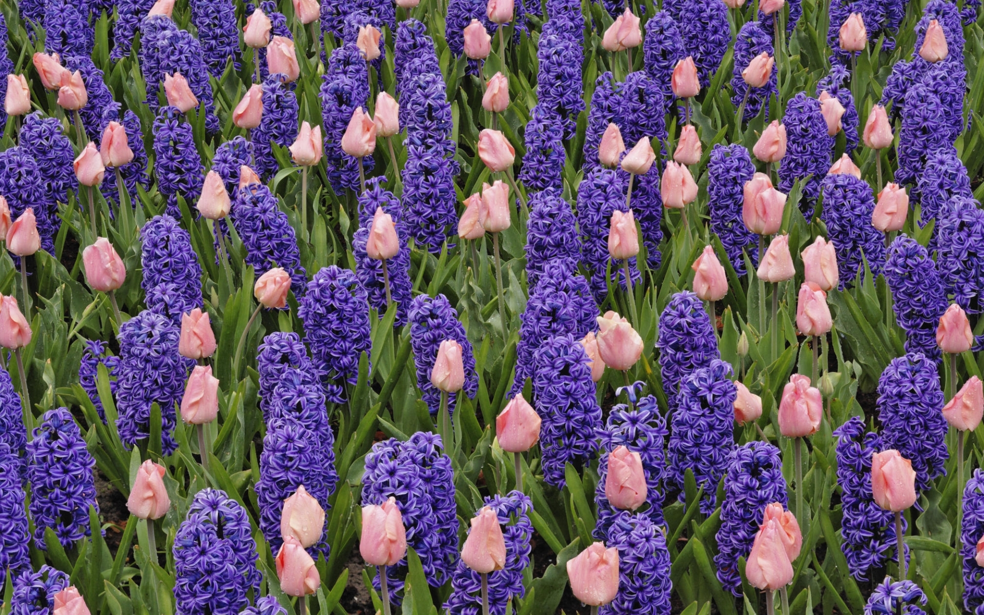 Handy-Wallpaper Blumen, Hyacinth, Hintergrund, Tulpen, Pflanzen kostenlos herunterladen.