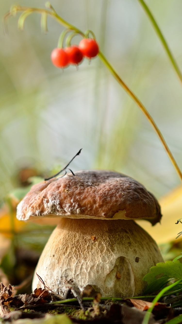 Handy-Wallpaper Makro, Pilz, Erde/natur kostenlos herunterladen.