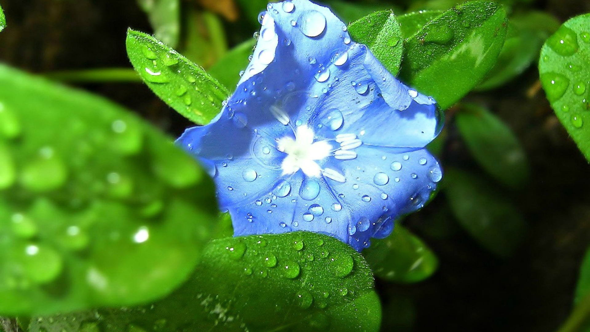 Téléchargez gratuitement l'image Fleurs, Fleur, Terre/nature sur le bureau de votre PC