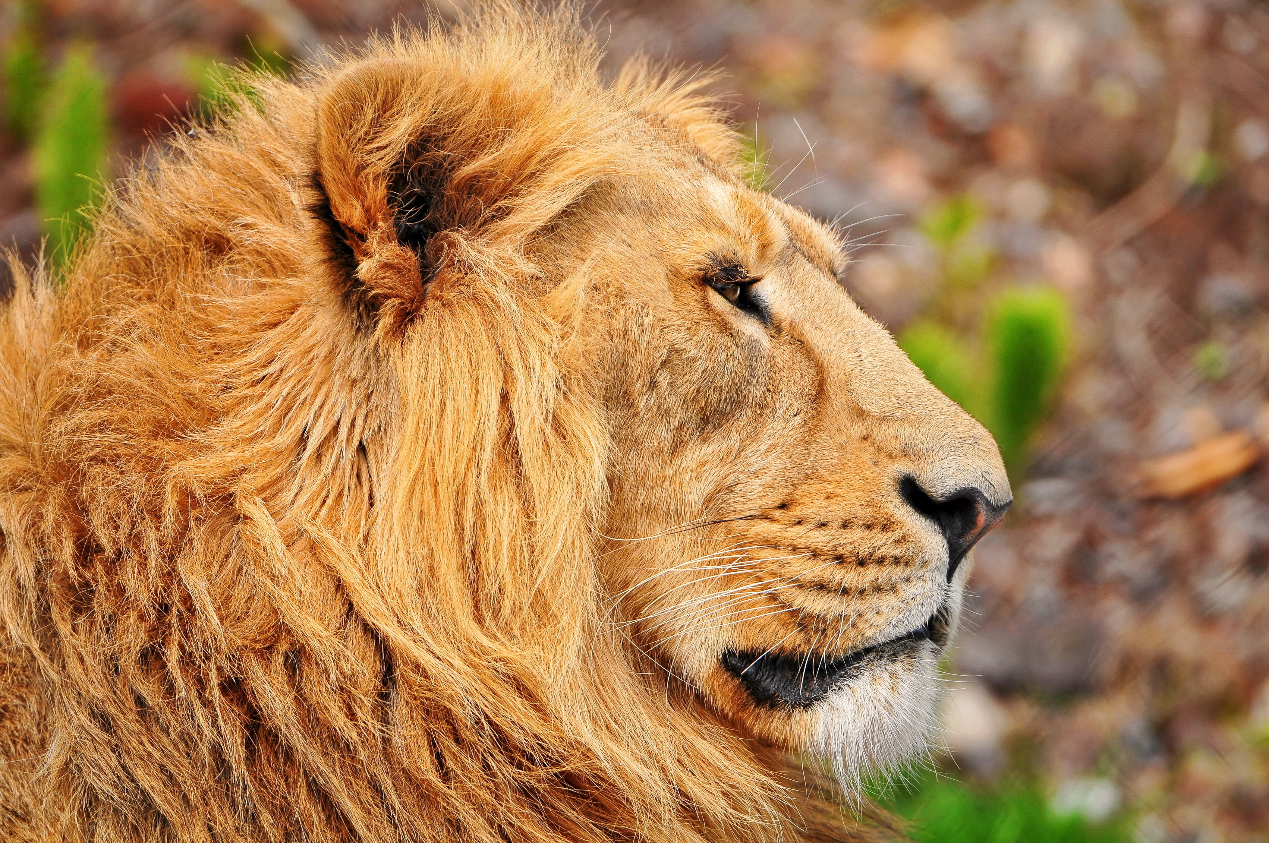 117405 baixar imagens animais, leão, focinho, um leão, juba, perfil - papéis de parede e protetores de tela gratuitamente
