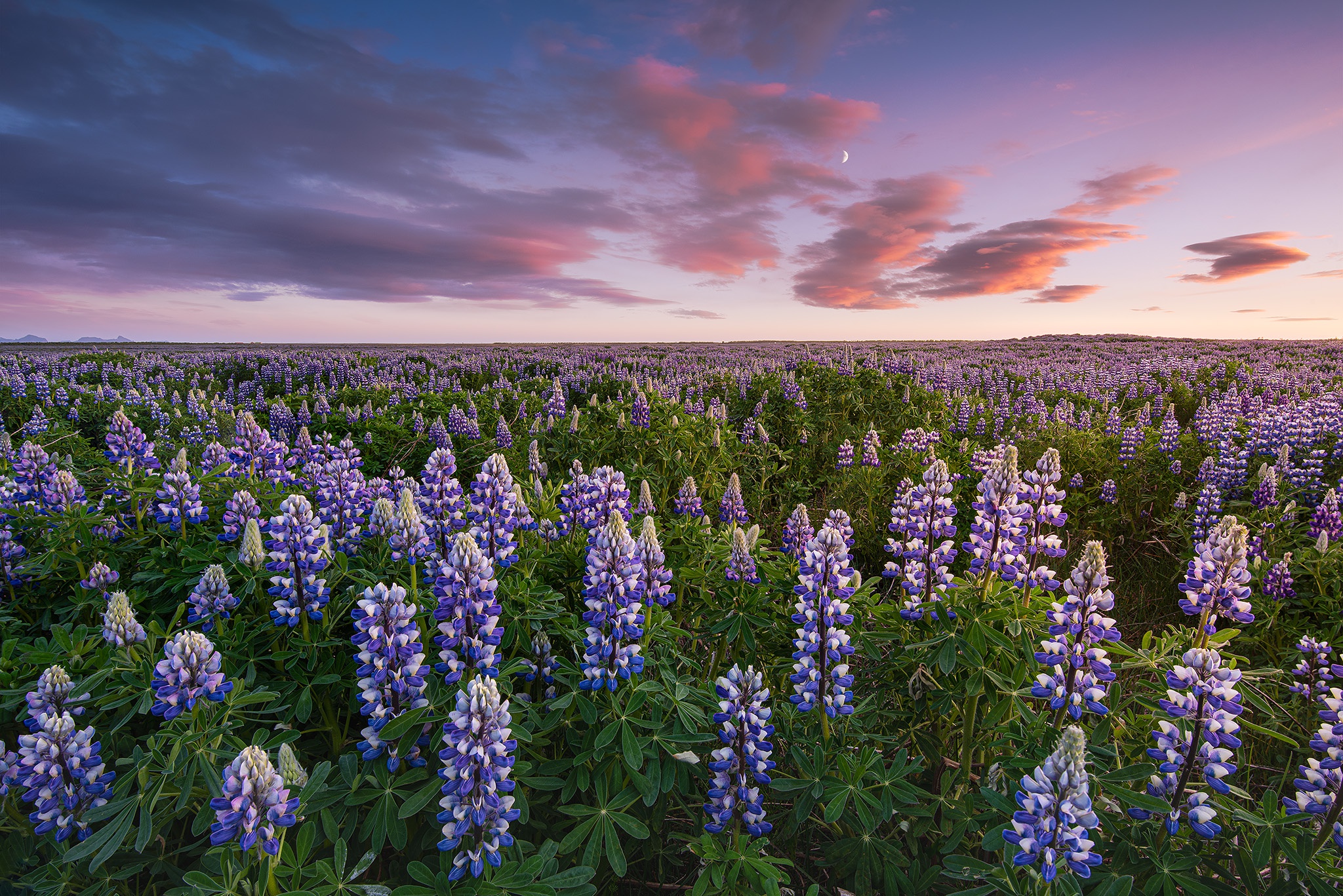 Download mobile wallpaper Flower, Earth, Field, Lupine for free.