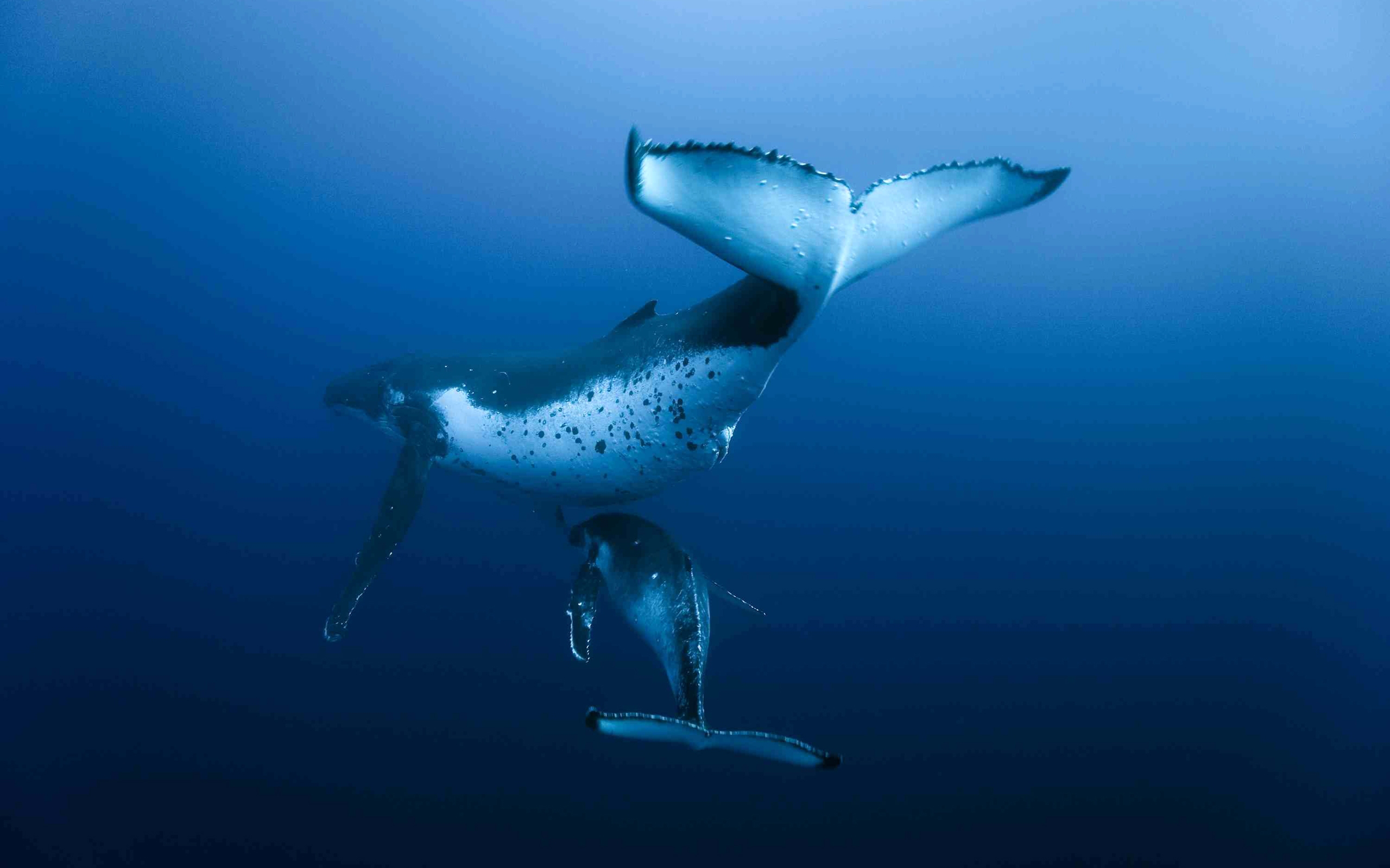 Téléchargez des papiers peints mobile Animaux, Baleine gratuitement.
