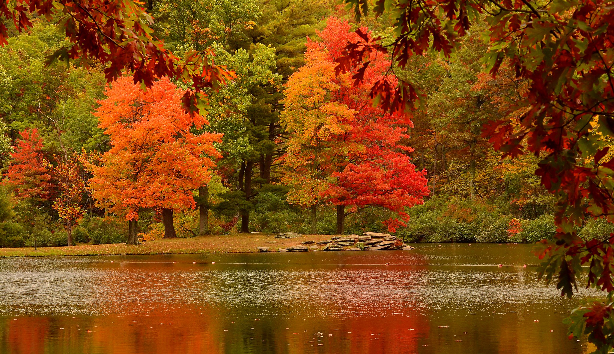 Скачать картинку Озеро, Лес, Красный, Дерево, Падать, Земля/природа, Оранжевый Цвет) в телефон бесплатно.