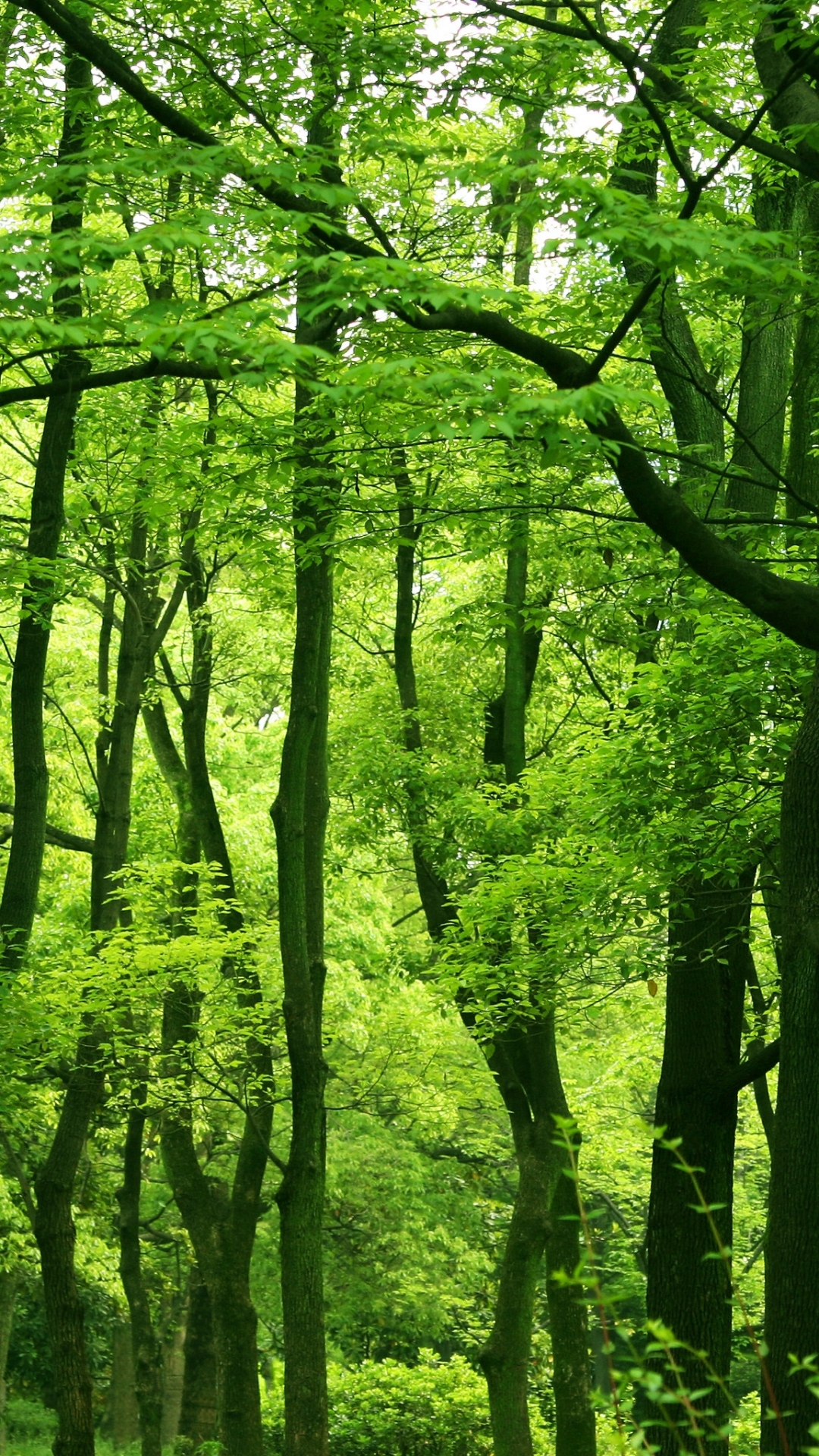 Скачати мобільні шпалери Ліс, Земля безкоштовно.