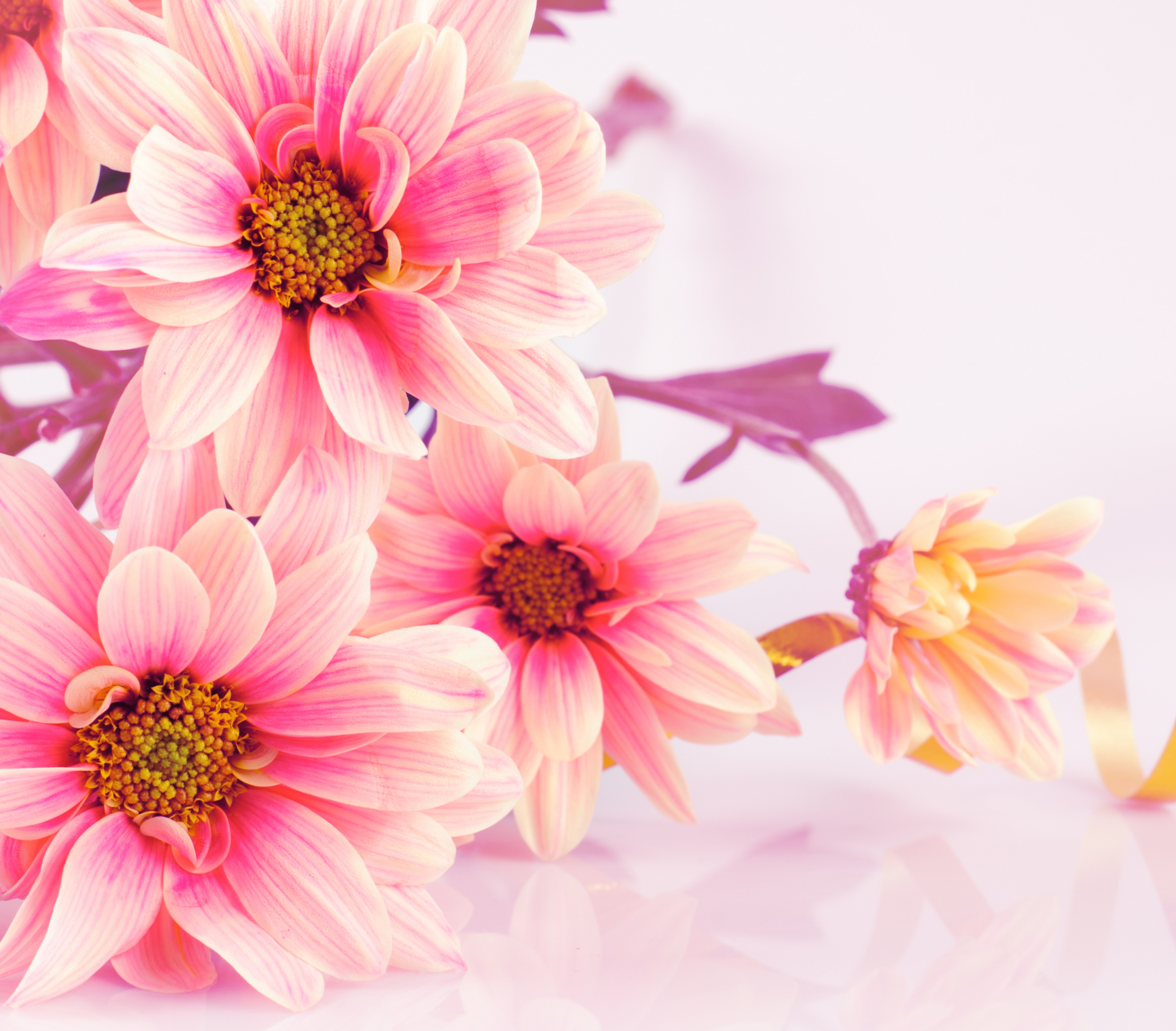 Handy-Wallpaper Blumen, Blume, Erde/natur, Pinke Blume kostenlos herunterladen.
