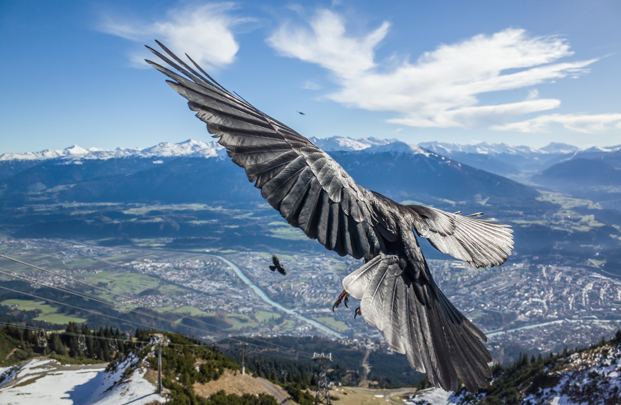667507 descargar imagen animales, cuervo, vuelo, paisaje: fondos de pantalla y protectores de pantalla gratis