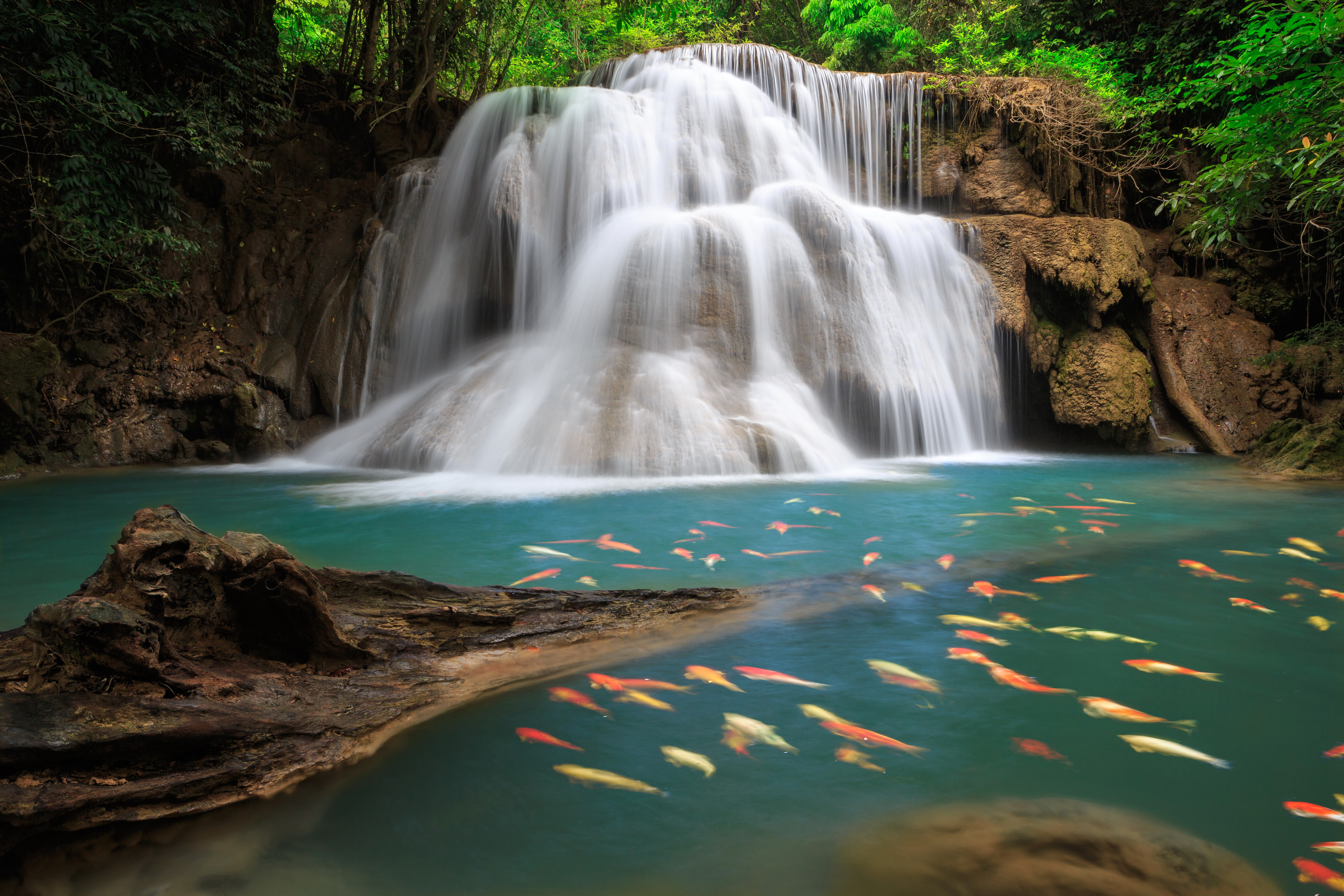 nature, waterfalls, fish, earth, waterfall, koi