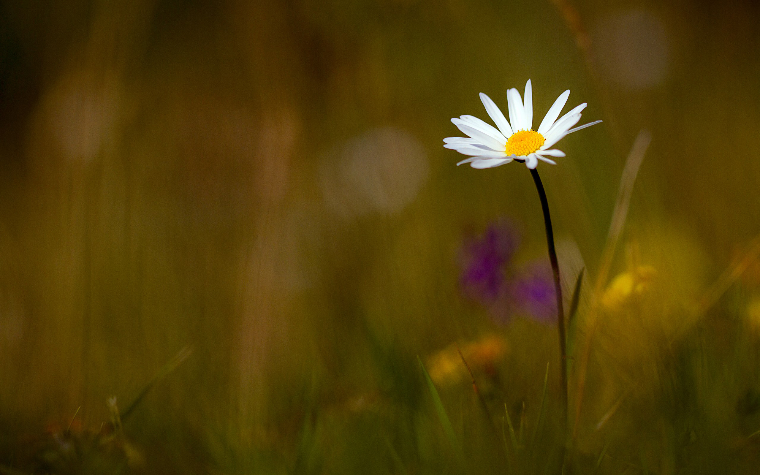 Laden Sie das Blumen, Gänseblümchen, Erde/natur-Bild kostenlos auf Ihren PC-Desktop herunter