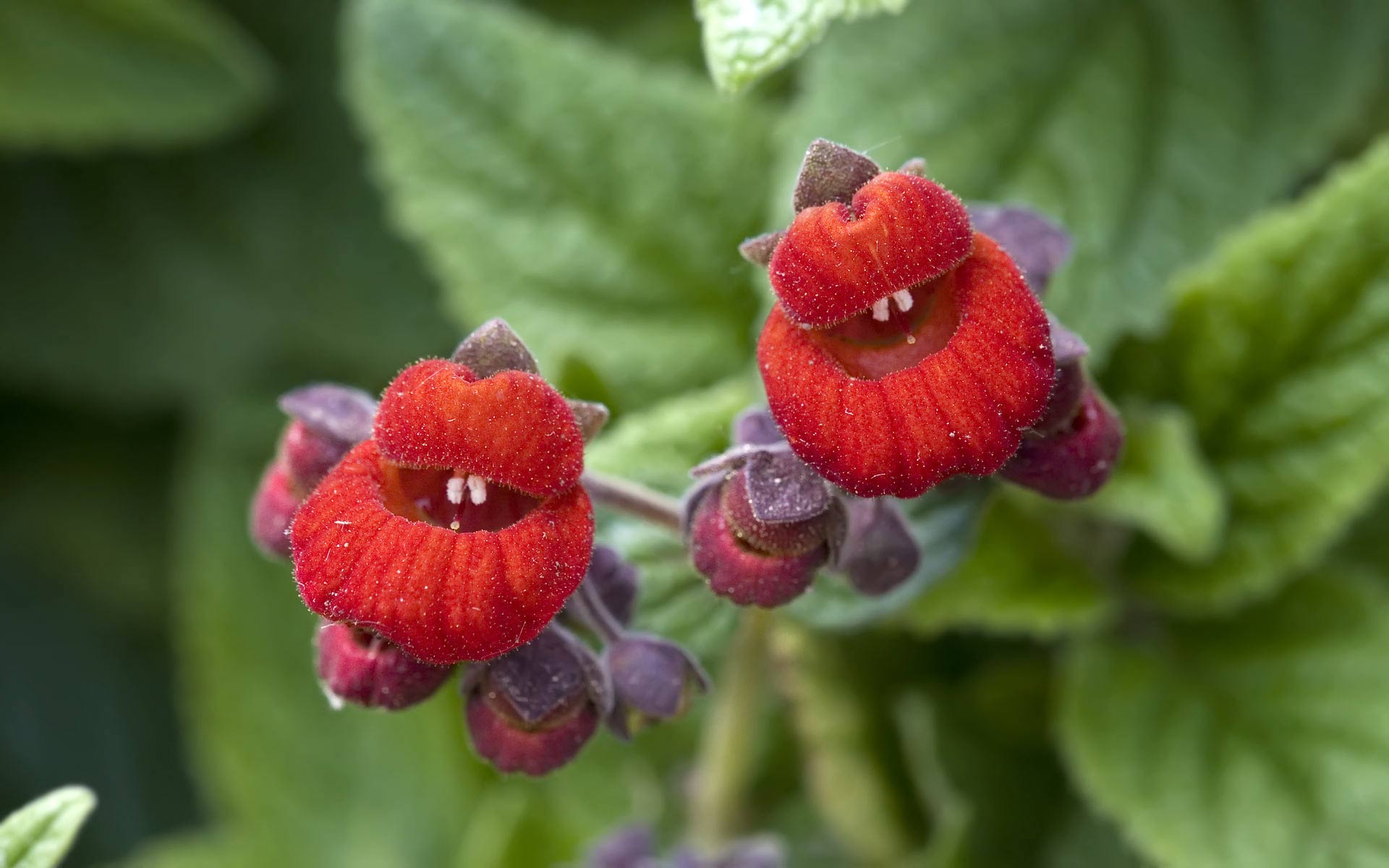 Téléchargez gratuitement l'image Fleurs, Fleur, Fleur Rouge, Terre/nature sur le bureau de votre PC