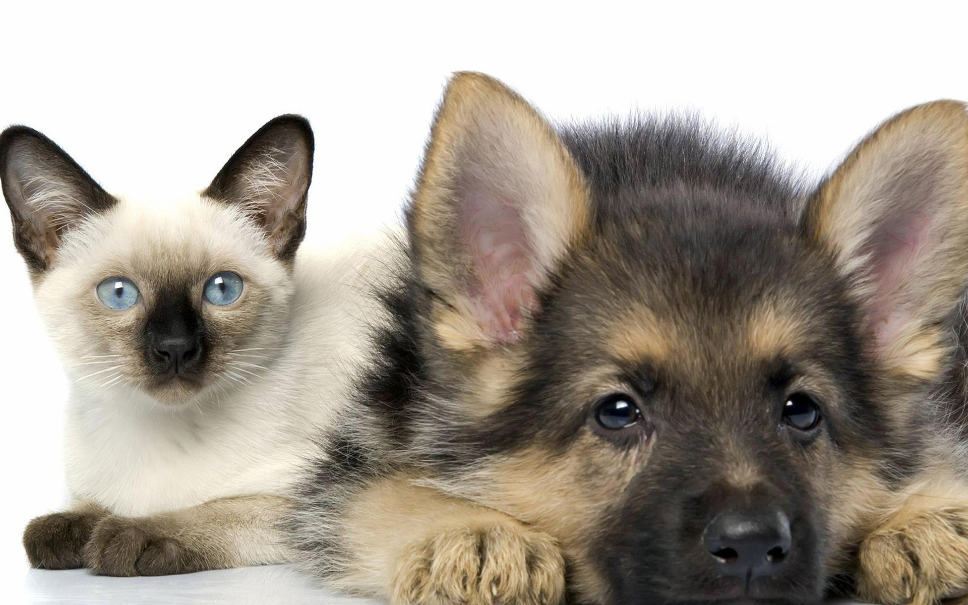animal, cat & dog, baby animal, cat, cute, dog, german shepherd, kitten, puppy, siamese cat