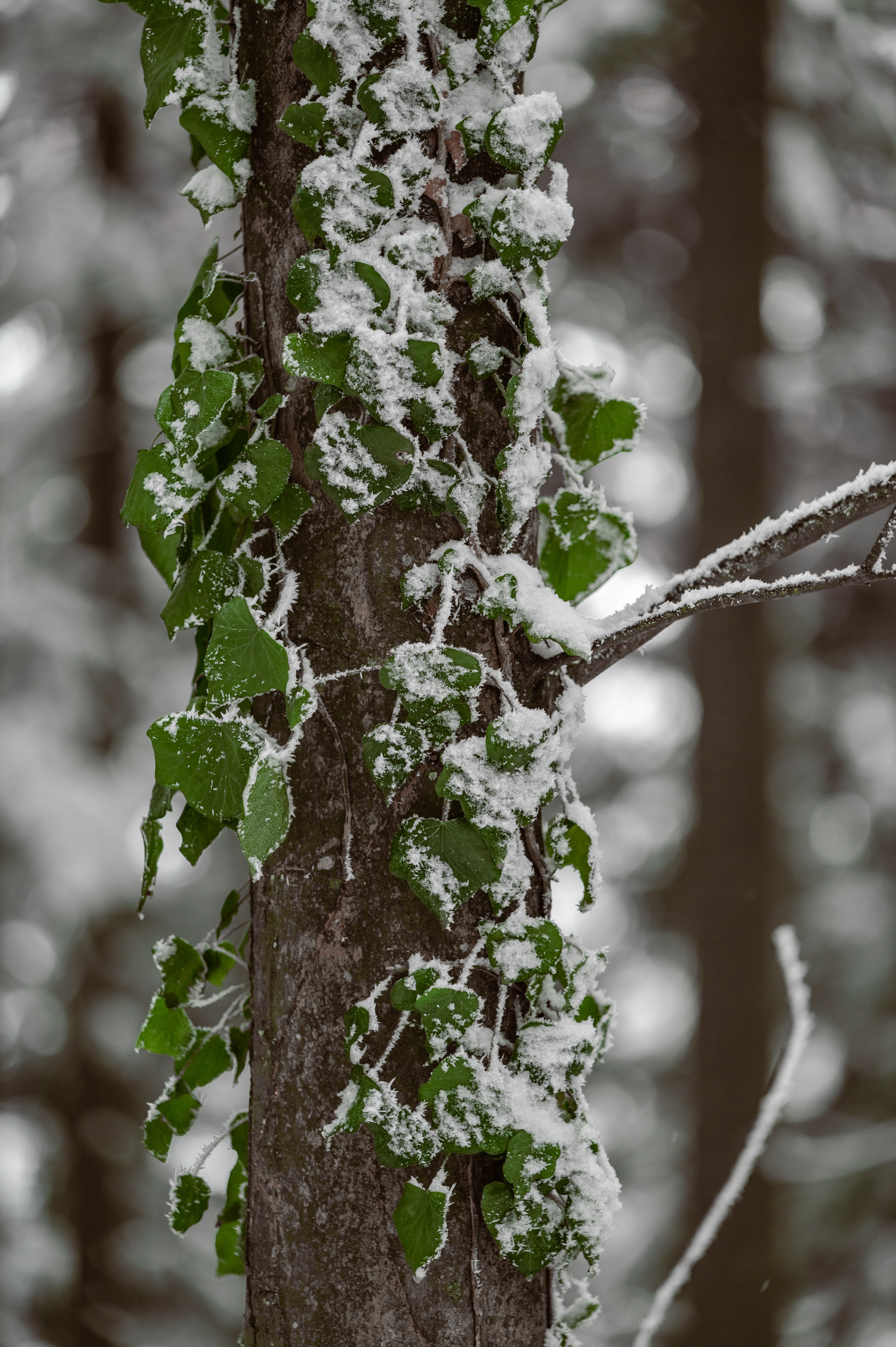 Скачать картинку Дерево, Снег, Зеленый, Растение, Листья, Макро в телефон бесплатно.