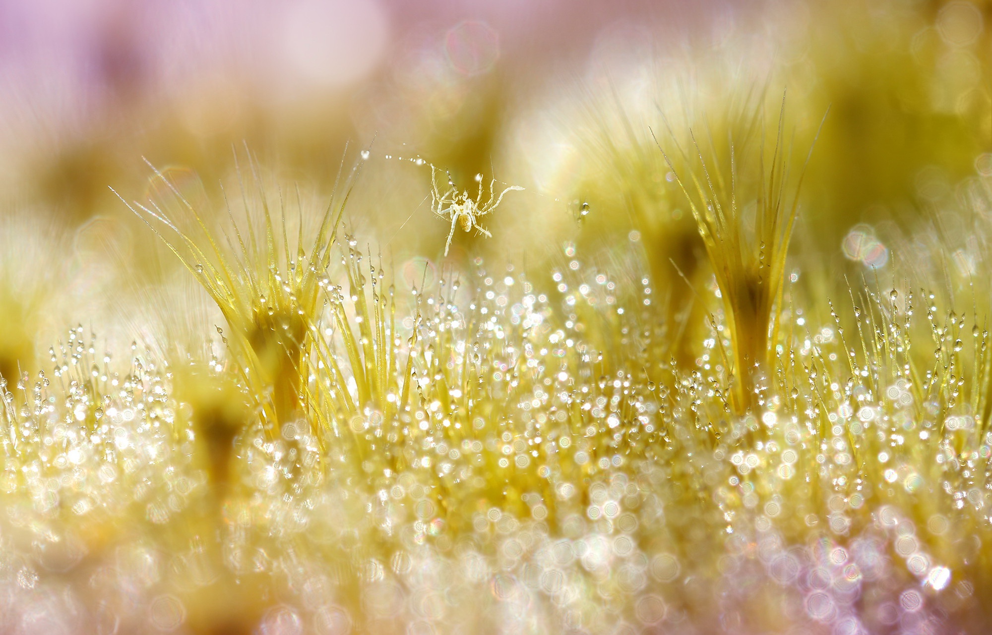 Free download wallpaper Grass, Spiders, Insect, Animal, Dew, Spider, Water Drop on your PC desktop