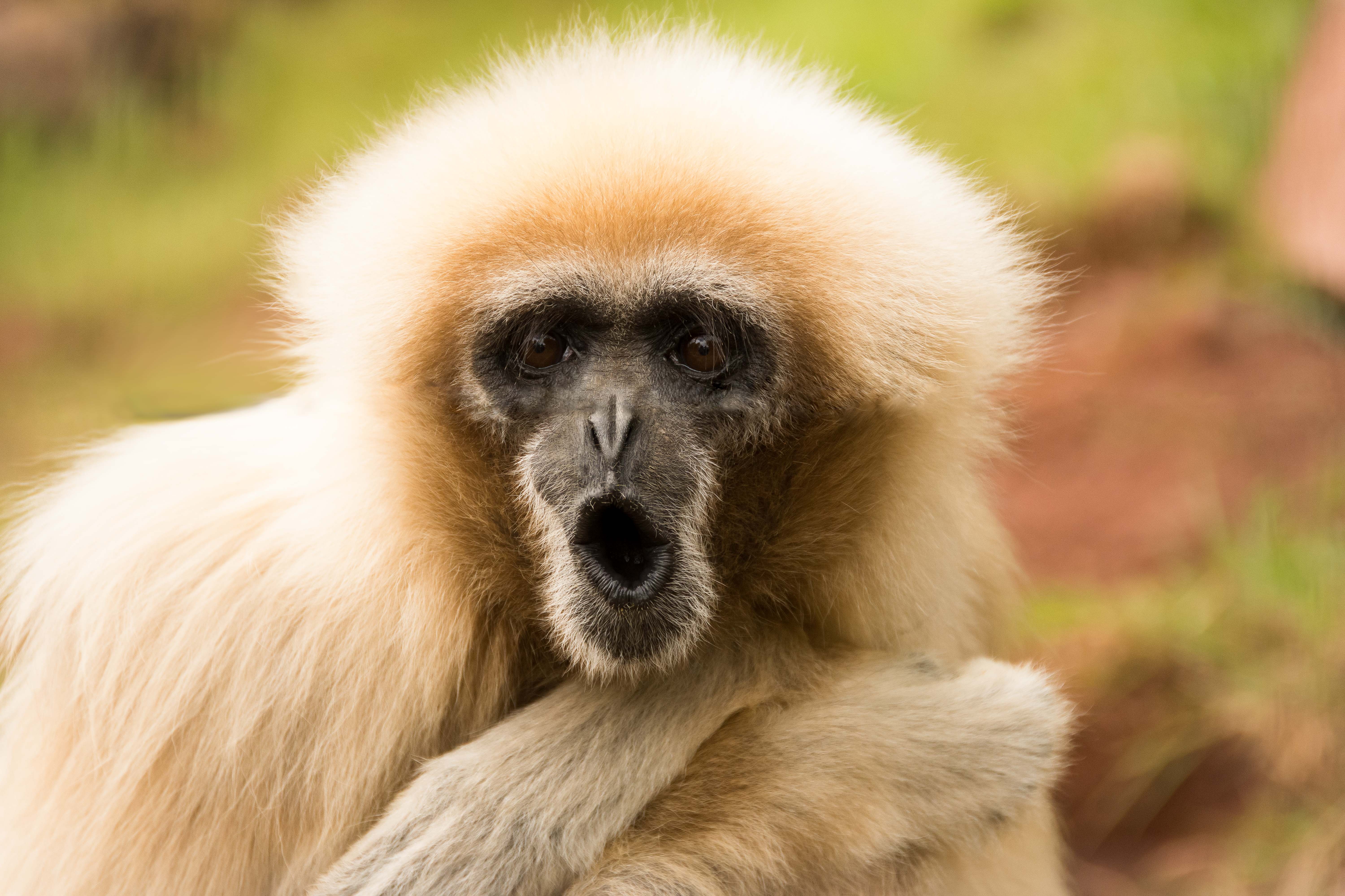 Laden Sie das Tiere, Primas, Affen-Bild kostenlos auf Ihren PC-Desktop herunter