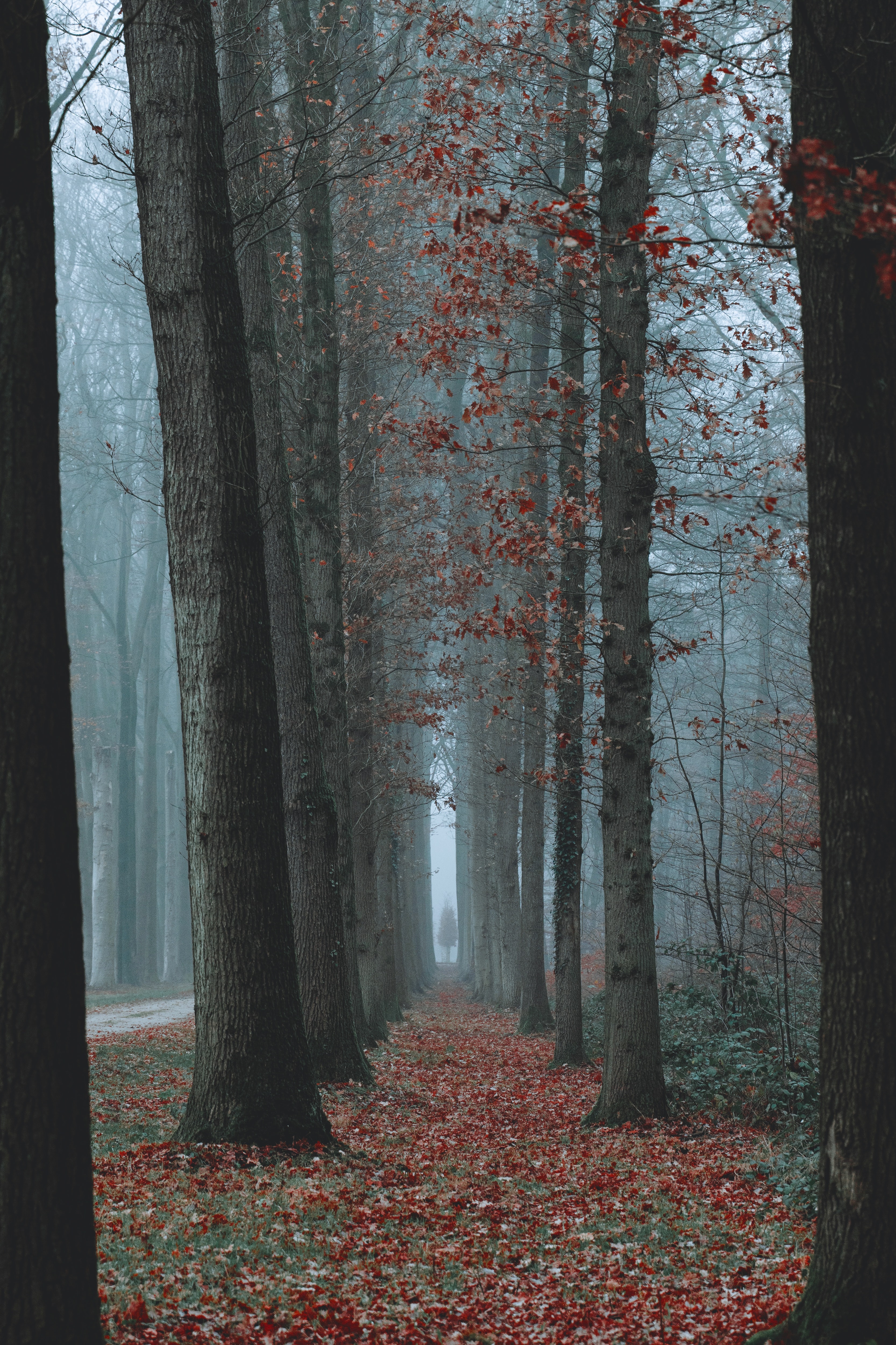 Handy-Wallpaper Natur, Bäume, Nebel, Herbst kostenlos herunterladen.