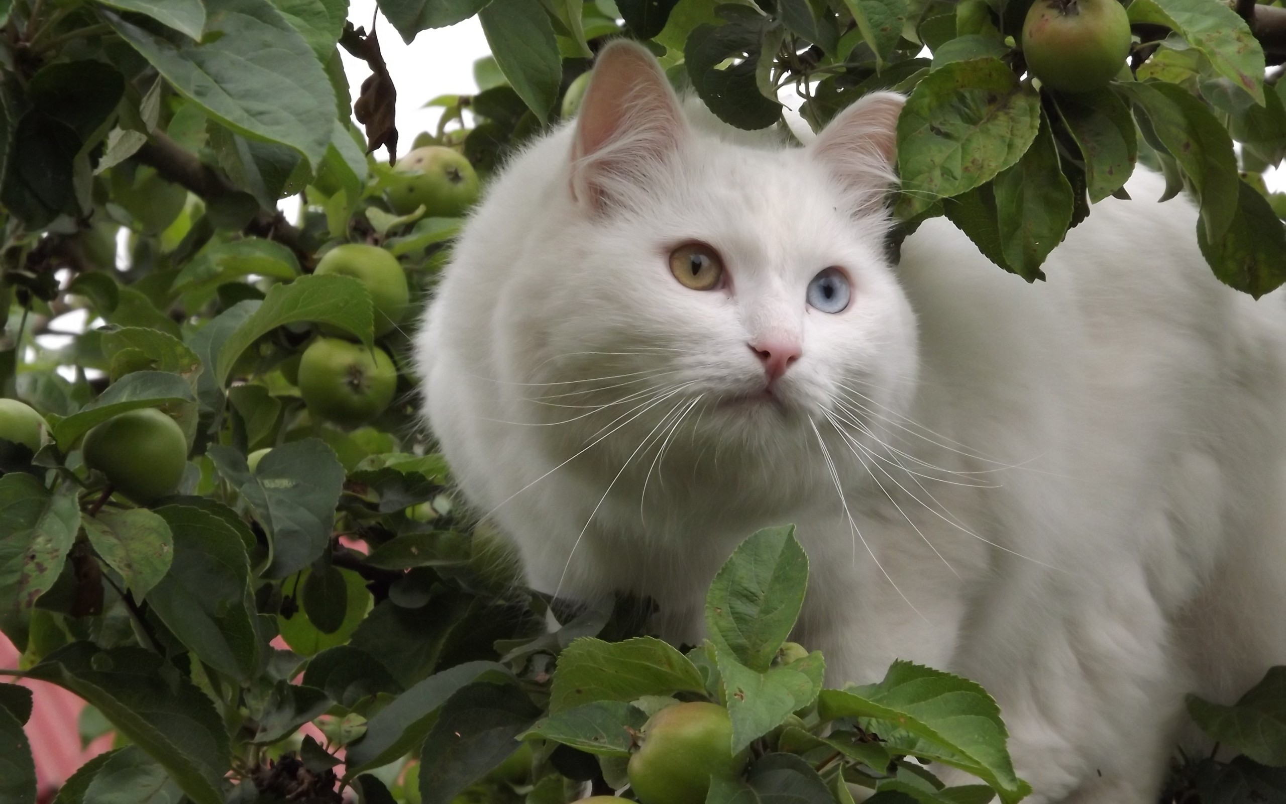 Handy-Wallpaper Katze, Katzen, Tiere kostenlos herunterladen.