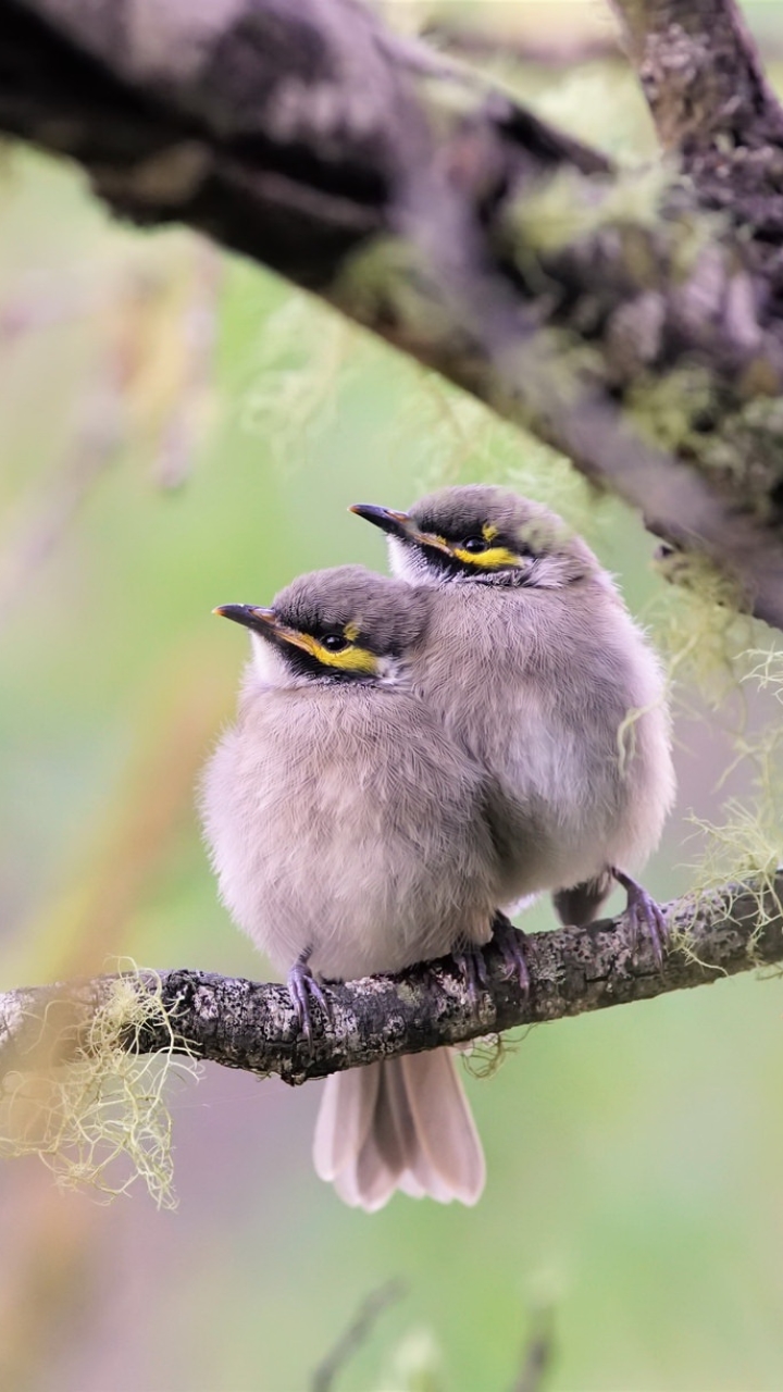 Download mobile wallpaper Birds, Bird, Branch, Animal, Honeyeater for free.