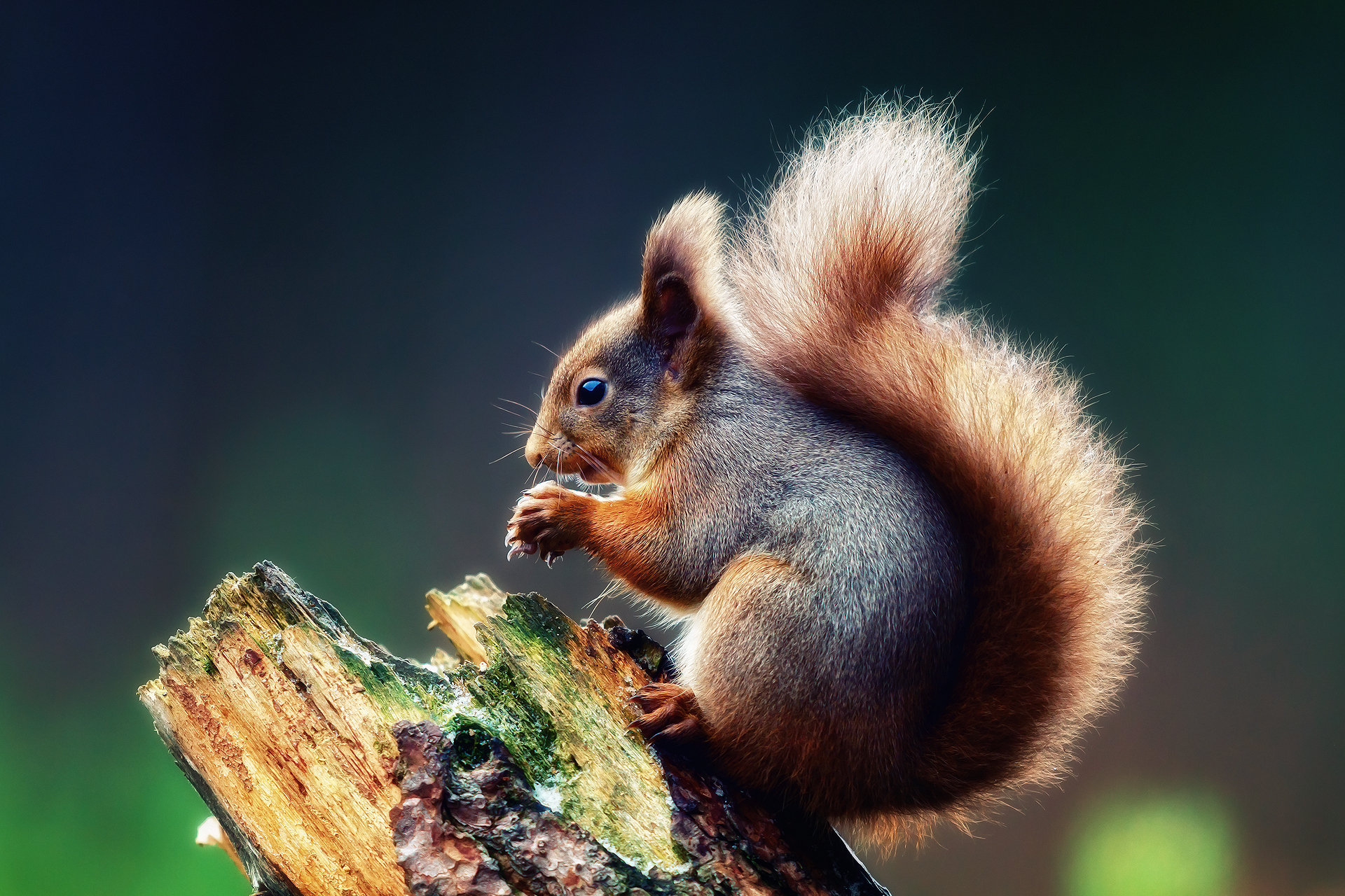 561888 Bild herunterladen eichhörnchen, tiere - Hintergrundbilder und Bildschirmschoner kostenlos