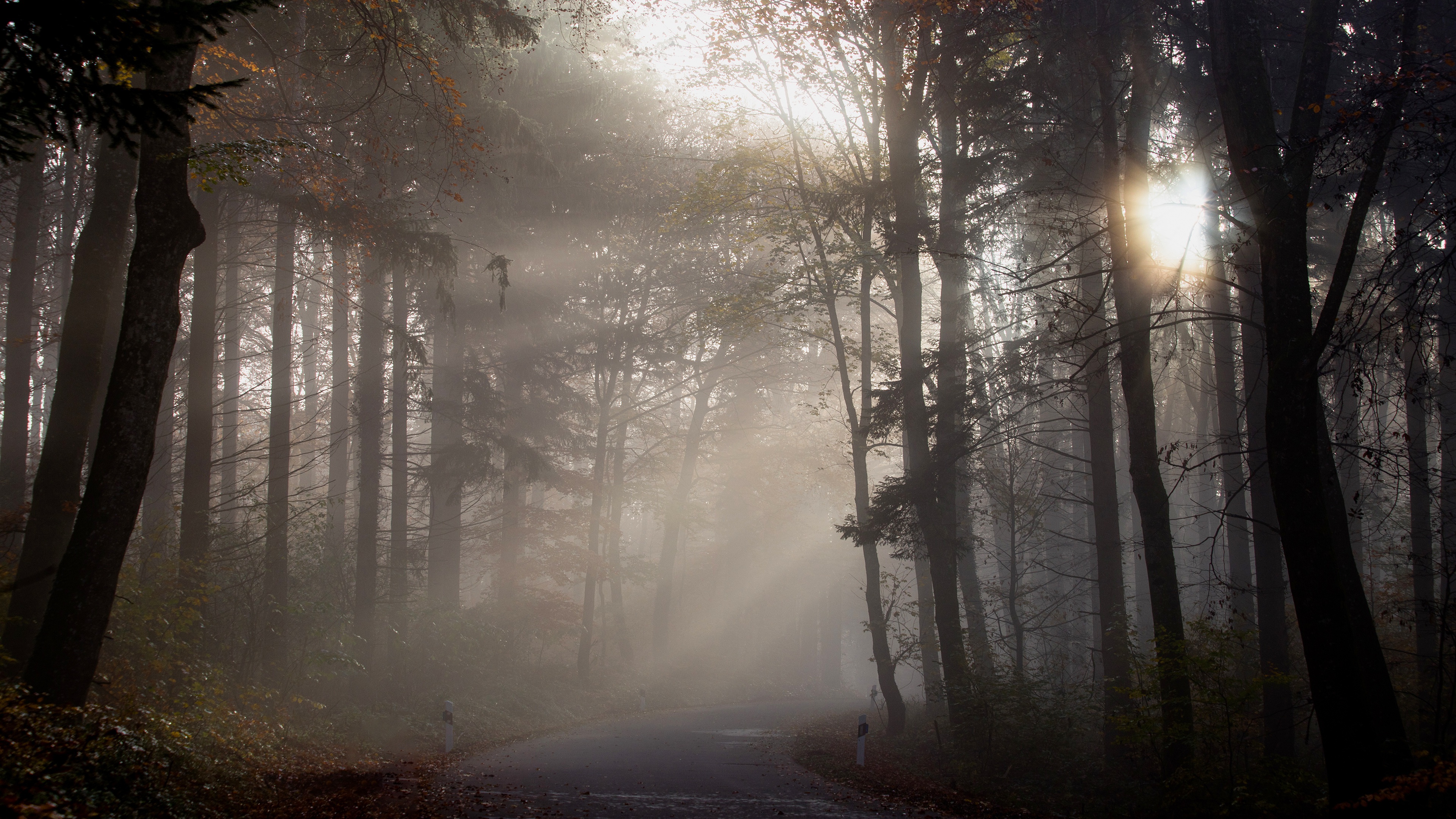 1004996 скачать картинку дорожка, сделано человеком, осень, туман, лес, дорога, солнечный луч, ствол - обои и заставки бесплатно