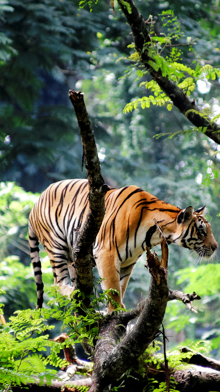 Скачать картинку Животные, Лес, Дерево, Тигр, Джунгли, Кошки в телефон бесплатно.