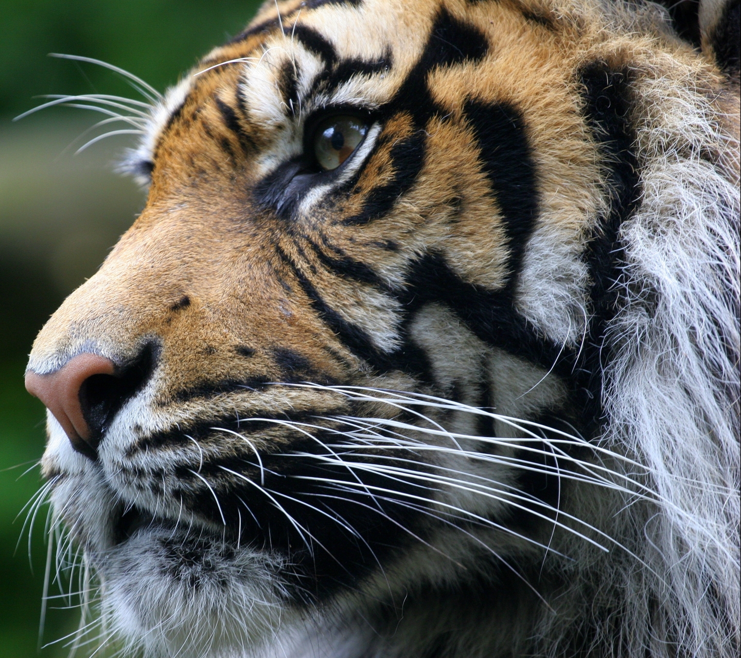 Téléchargez des papiers peints mobile Animaux, Chats, Tigre gratuitement.