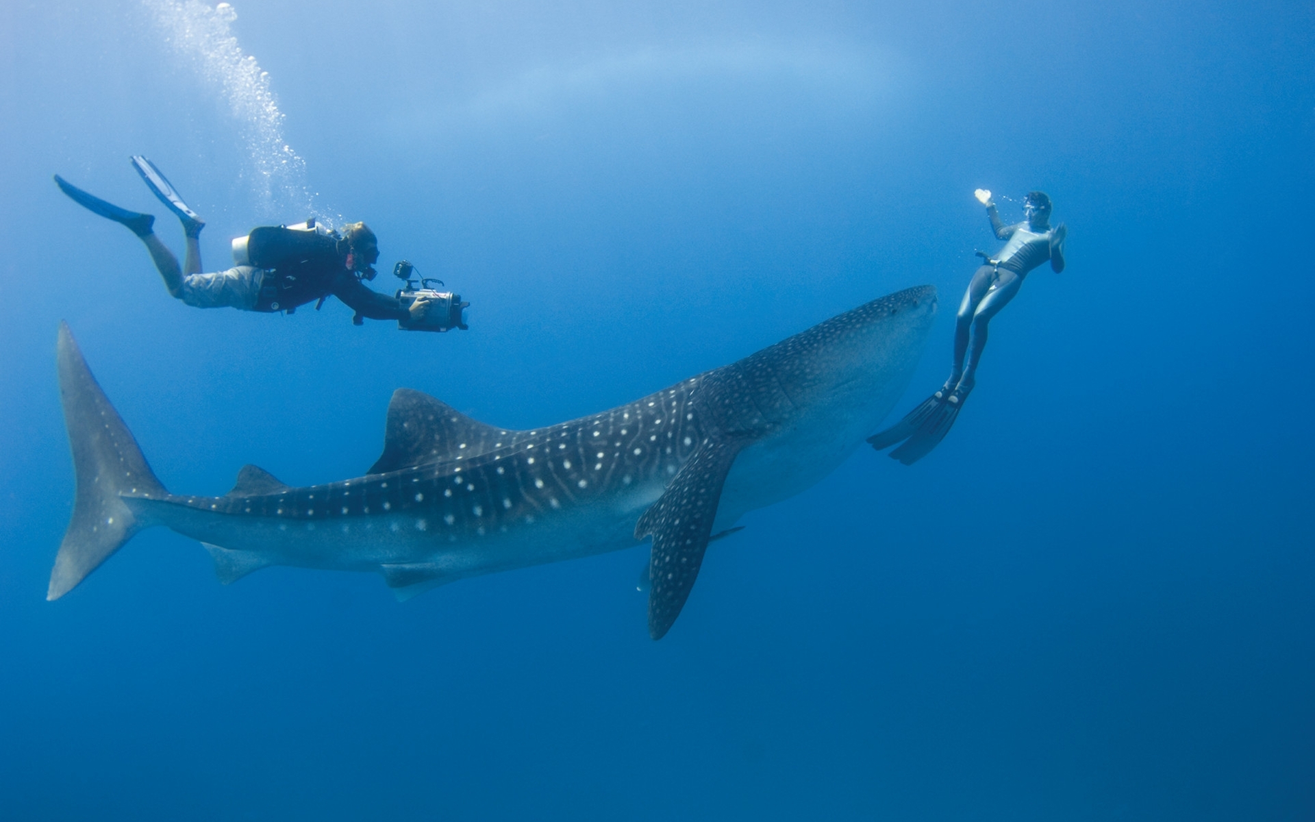 310483 baixar papel de parede animais, tubarão baleia - protetores de tela e imagens gratuitamente