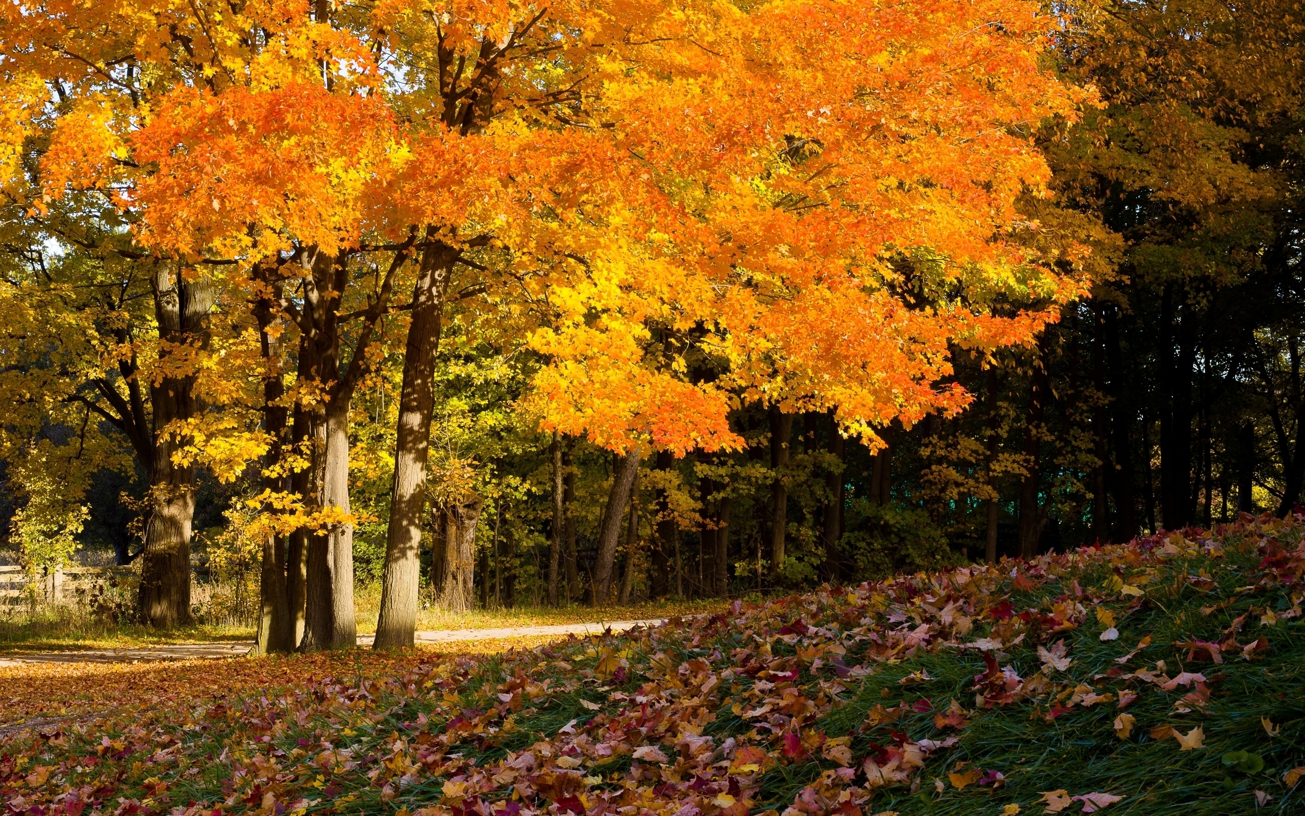 Download mobile wallpaper Landscape, Autumn for free.