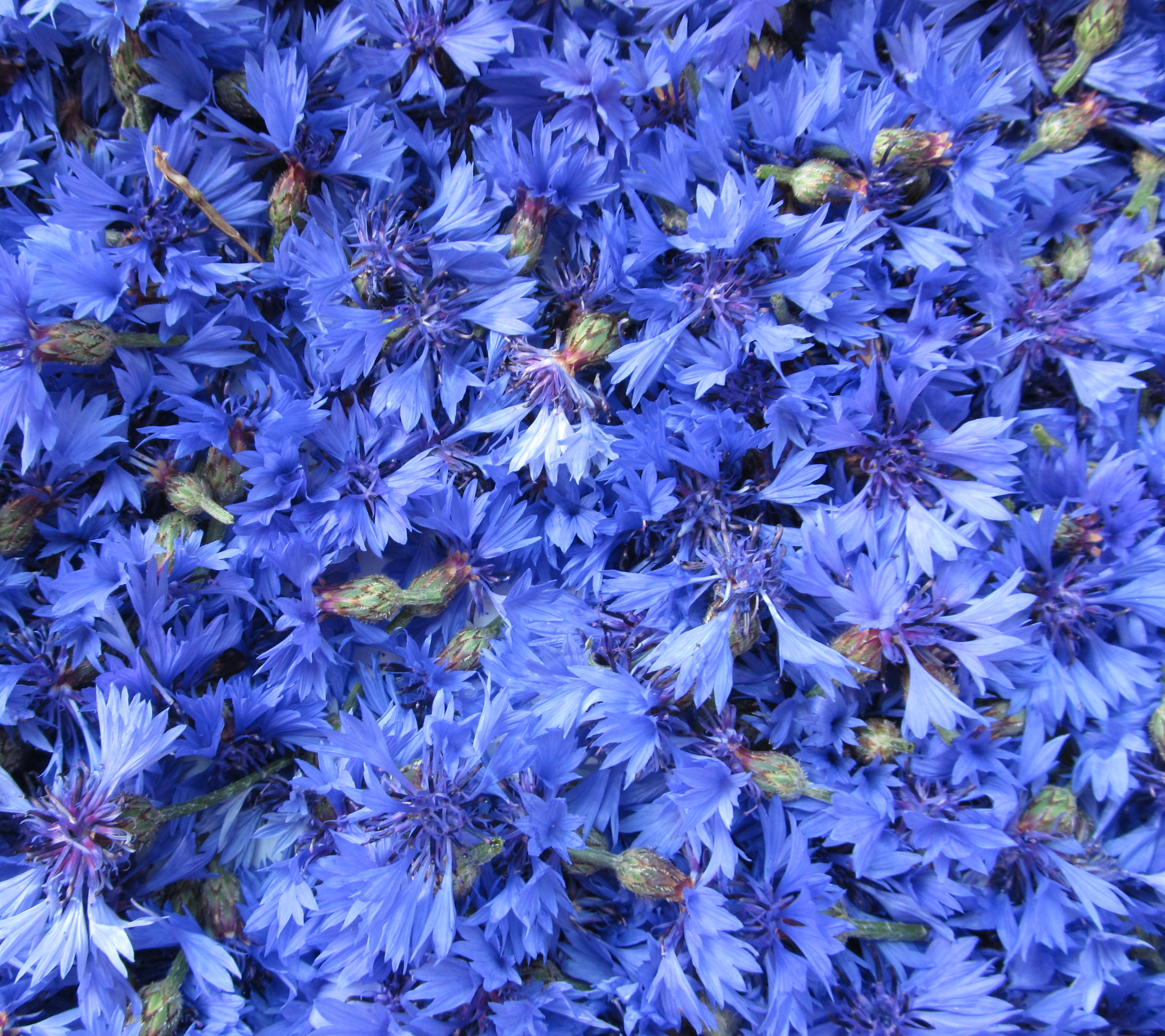 1119541 Bildschirmschoner und Hintergrundbilder Blumen auf Ihrem Telefon. Laden Sie  Bilder kostenlos herunter