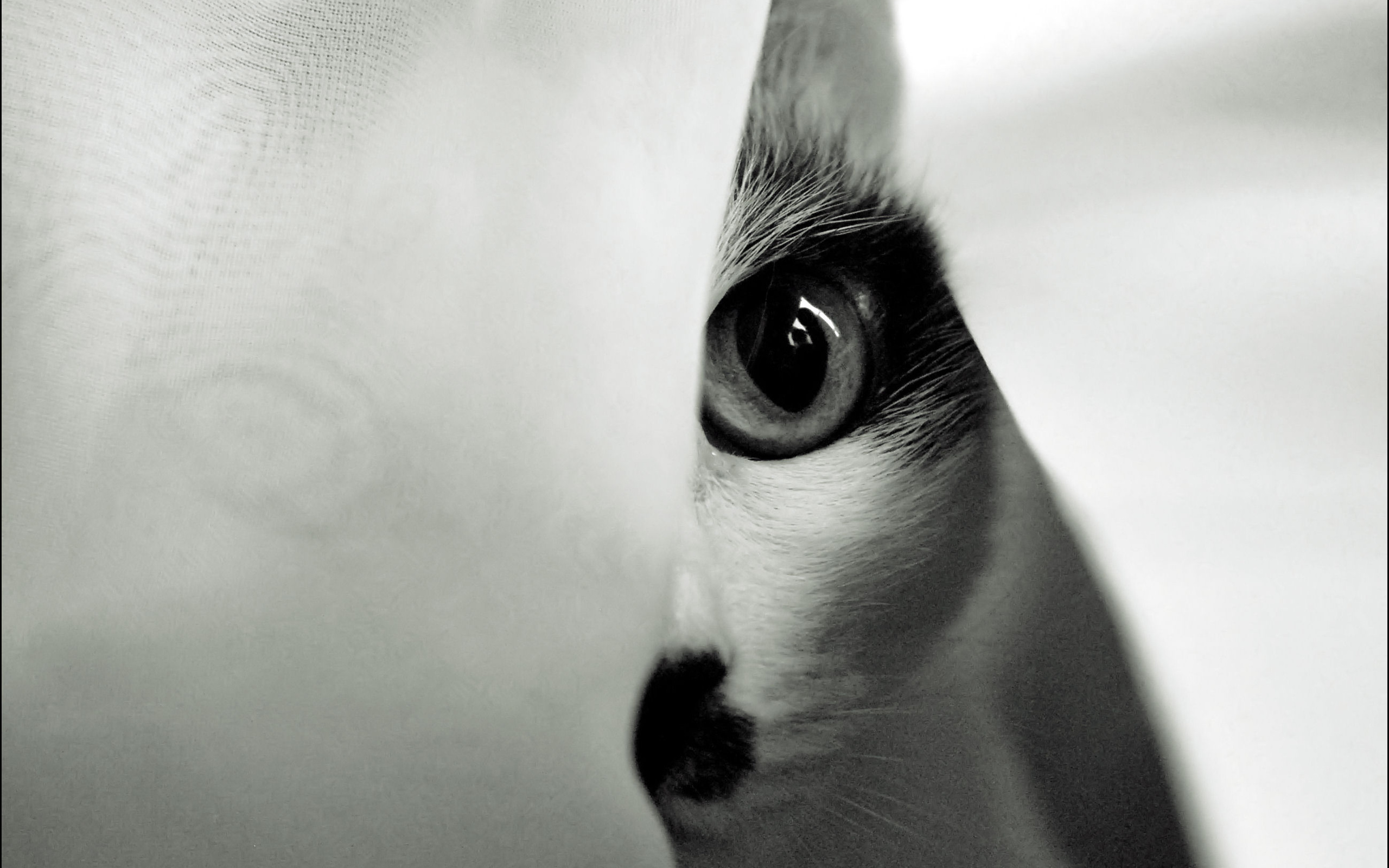 Download mobile wallpaper Eye, Monochrome, Cat, Cats, Animal for free.