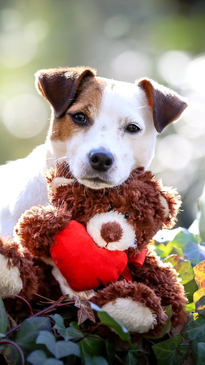 Download mobile wallpaper Dogs, Teddy Bear, Dog, Animal, Puppy, Bokeh, Depth Of Field for free.