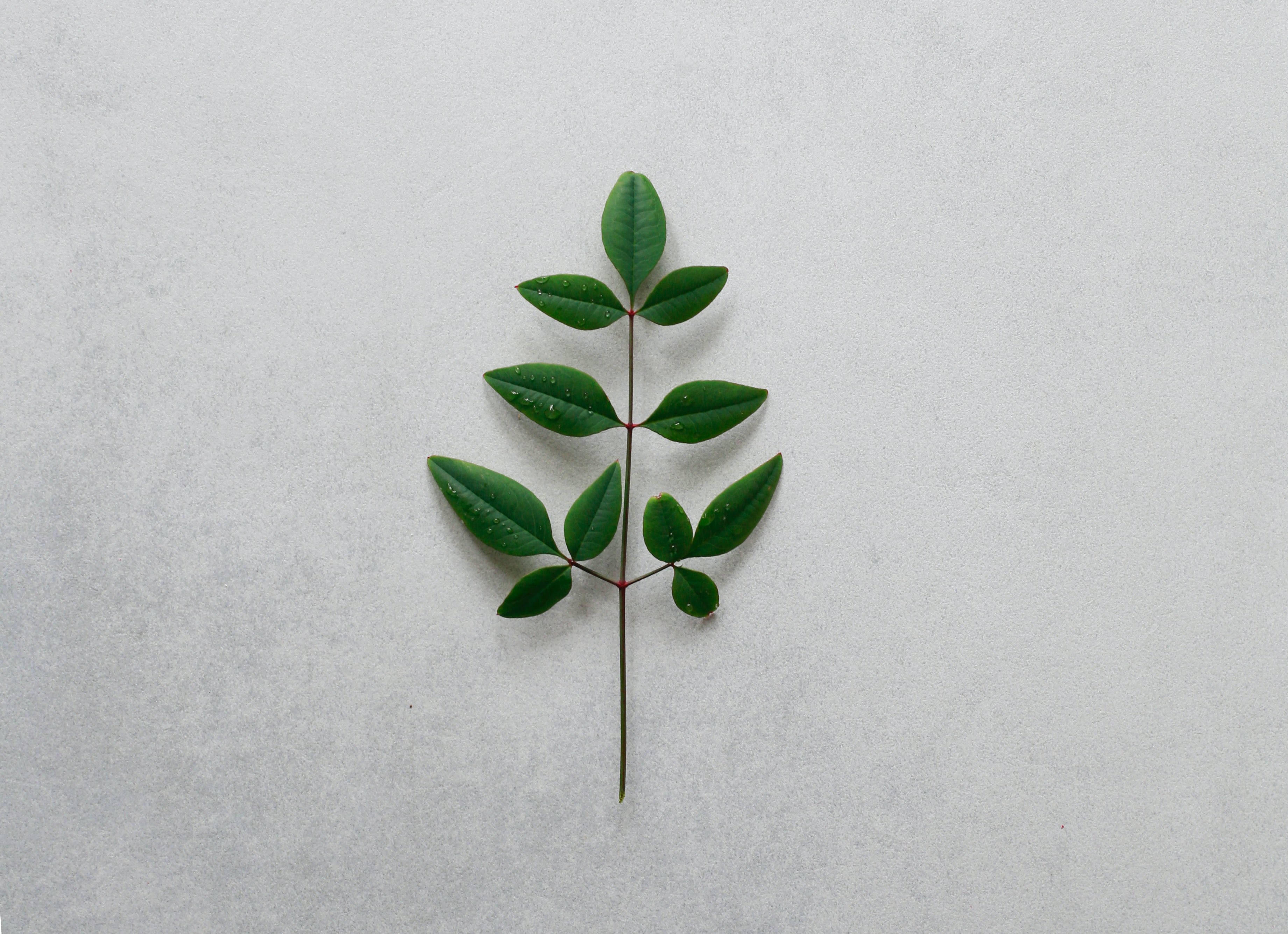 minimalism, leaves, green, plant, branch