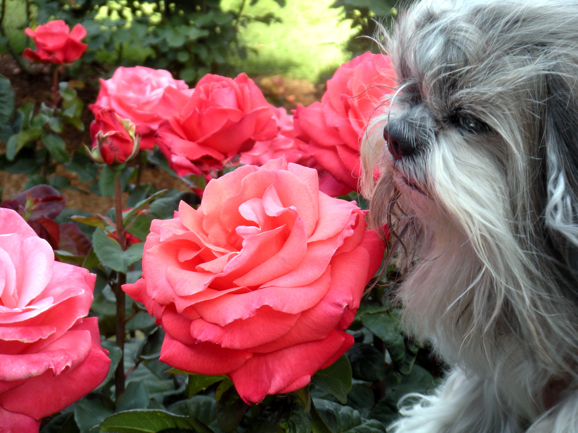 Handy-Wallpaper Hunde, Hund, Blume, Rose, Tiere kostenlos herunterladen.