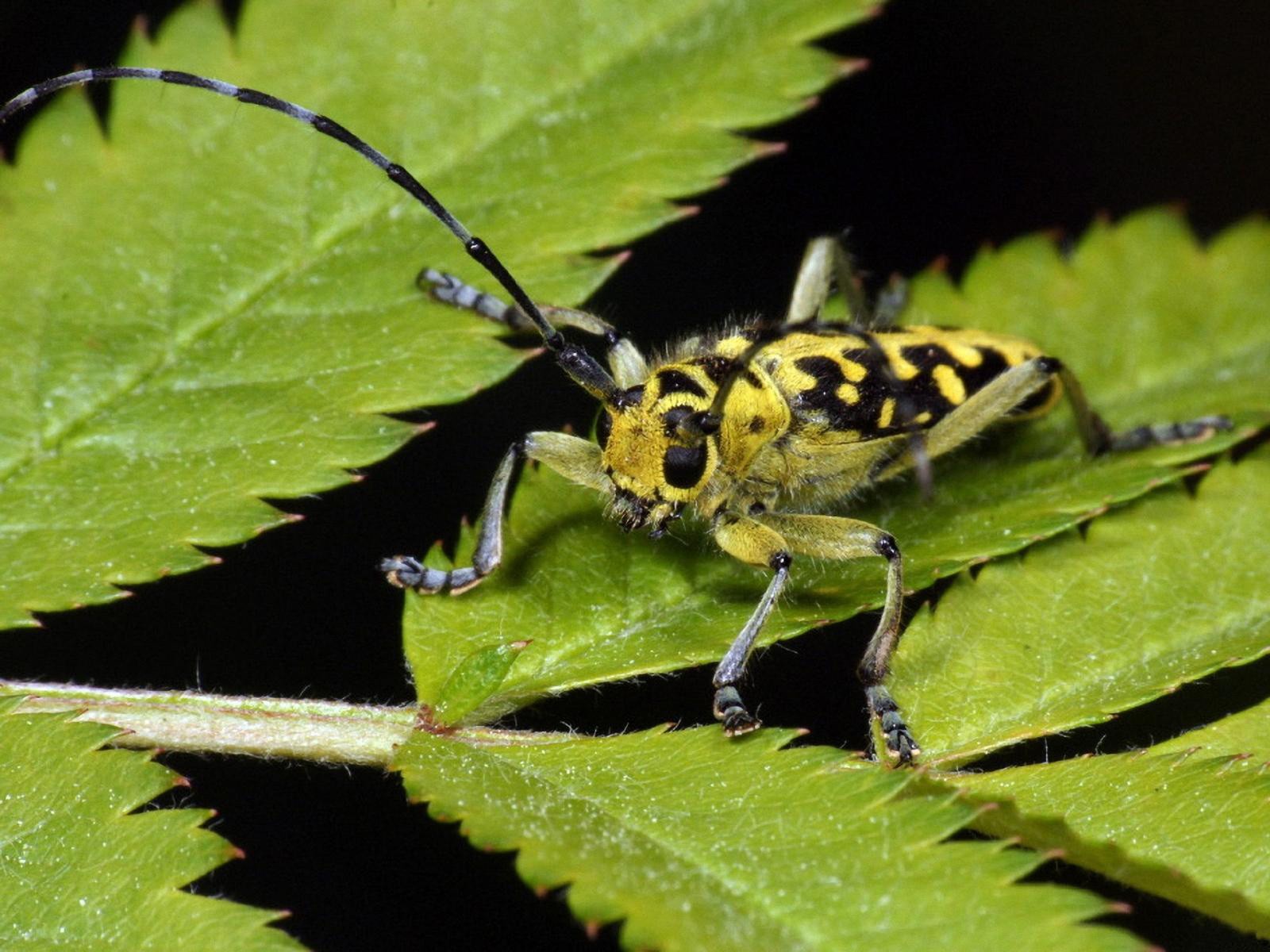 Descarga gratuita de fondo de pantalla para móvil de Animales, Insecto.