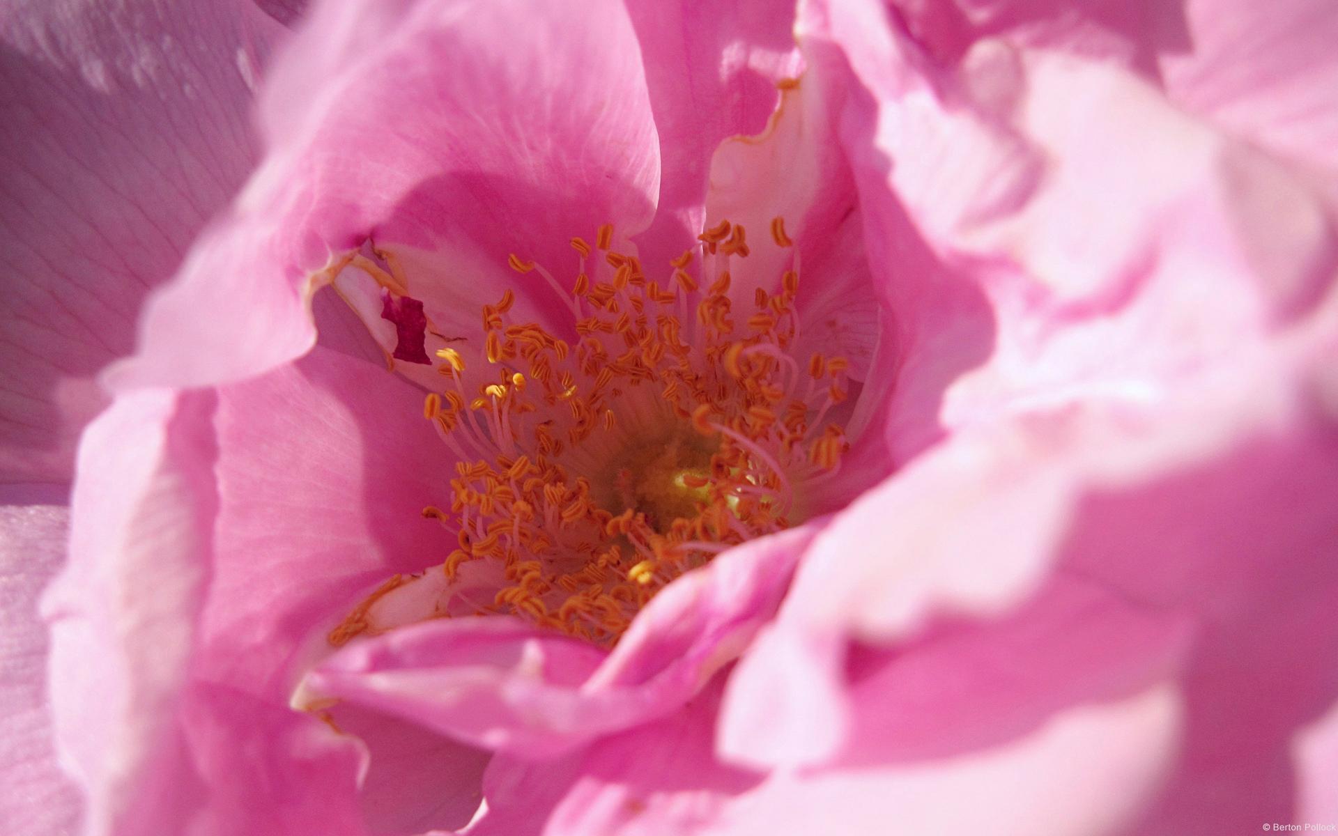 Téléchargez gratuitement l'image Fleurs, Fleur, Terre/nature sur le bureau de votre PC