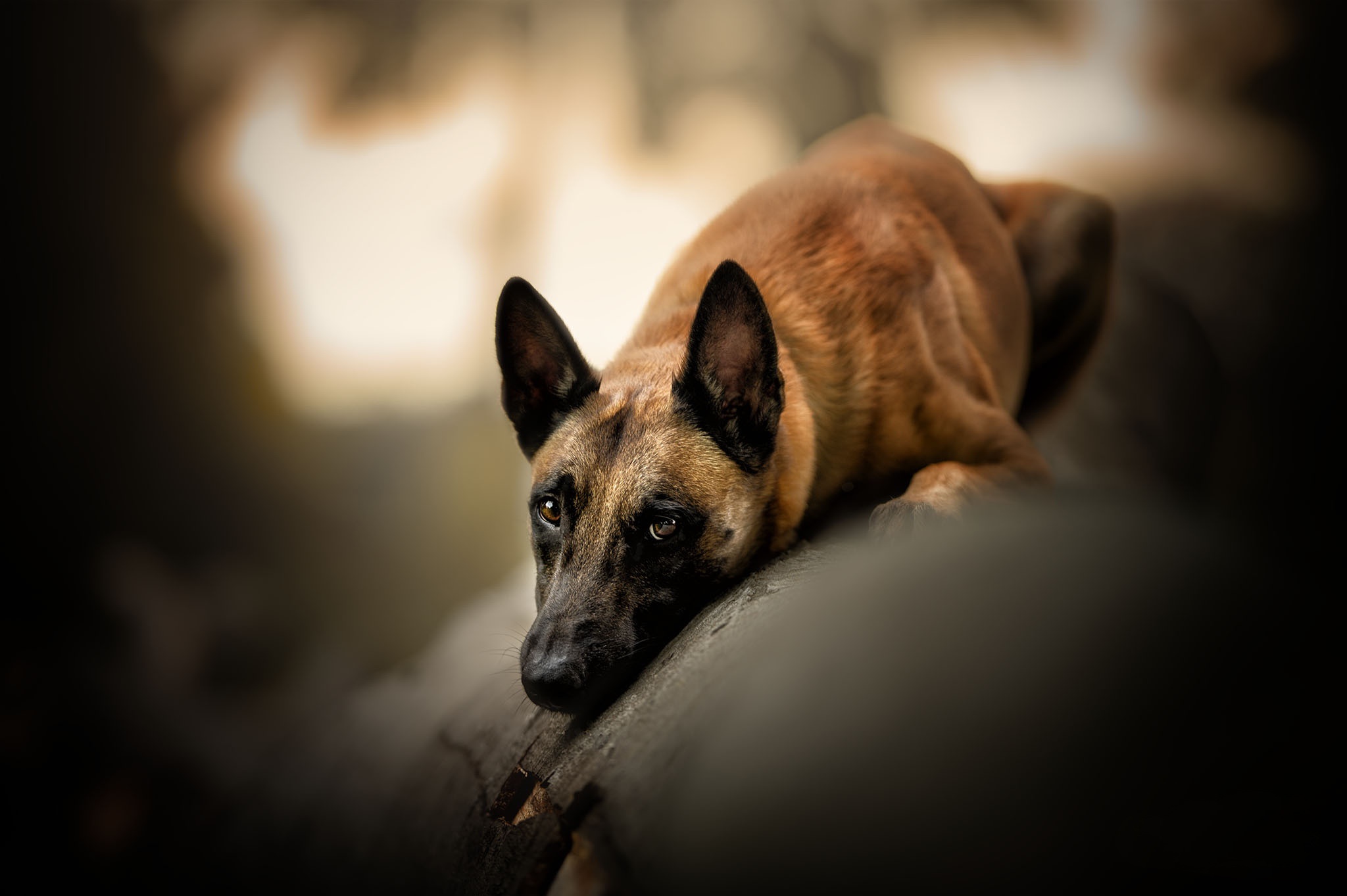 484360 Hintergrundbild herunterladen tiere, belgischer schäferhund, hund, hunde - Bildschirmschoner und Bilder kostenlos