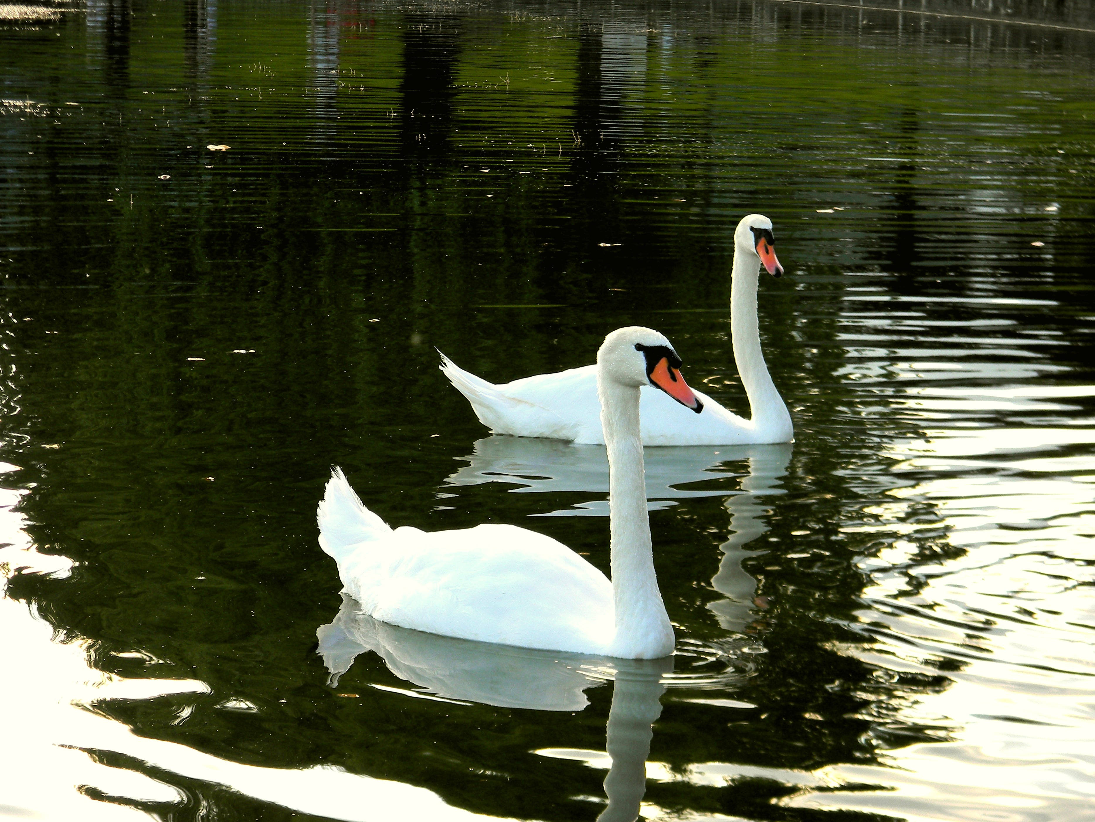 Download mobile wallpaper Swan, Mute Swan, Birds, Lake, Animal for free.