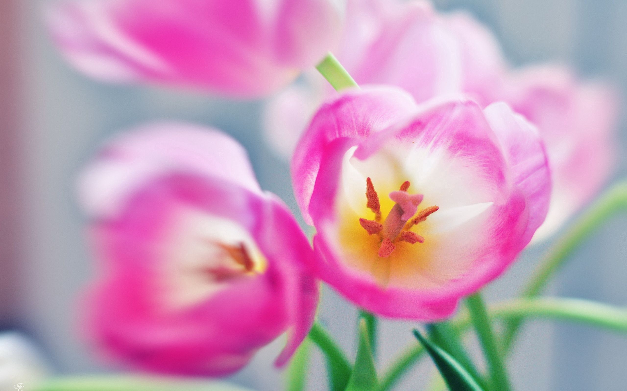 Download mobile wallpaper Macro, Flowers, Bright, Pink for free.