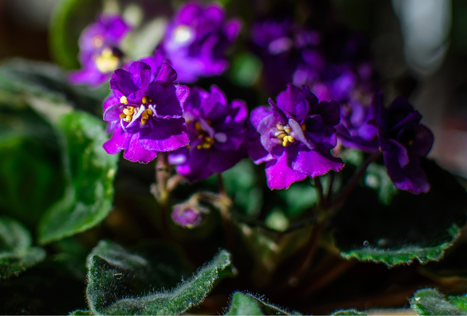 Descarga gratuita de fondo de pantalla para móvil de Flores, Flor, Tierra/naturaleza.