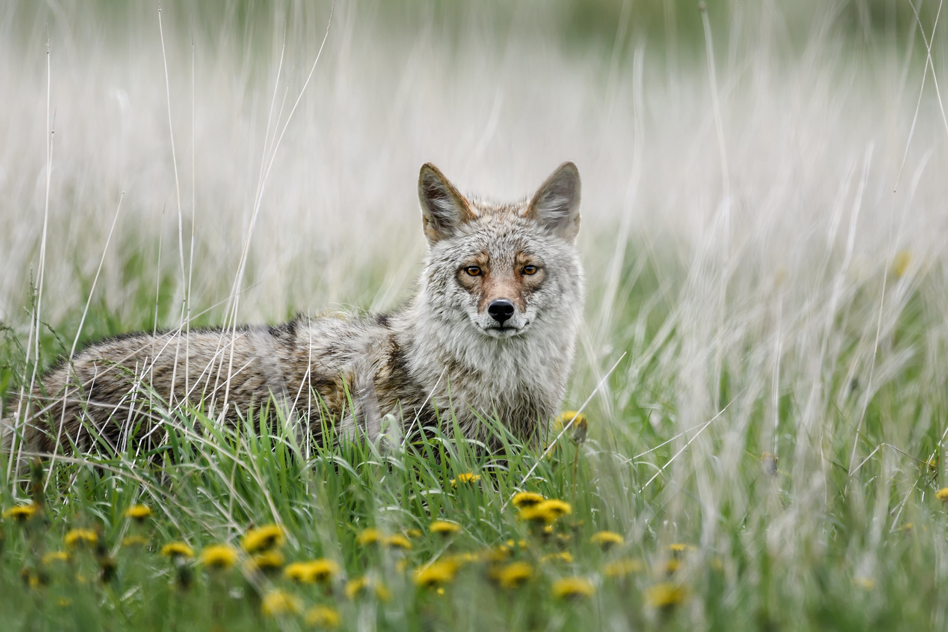 Download mobile wallpaper Animal, Dandelion, Coyote for free.