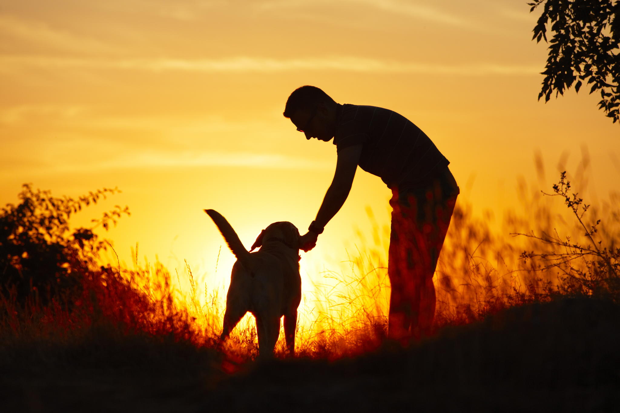 Téléchargez des papiers peints mobile Animaux, Chiens, Chien gratuitement.