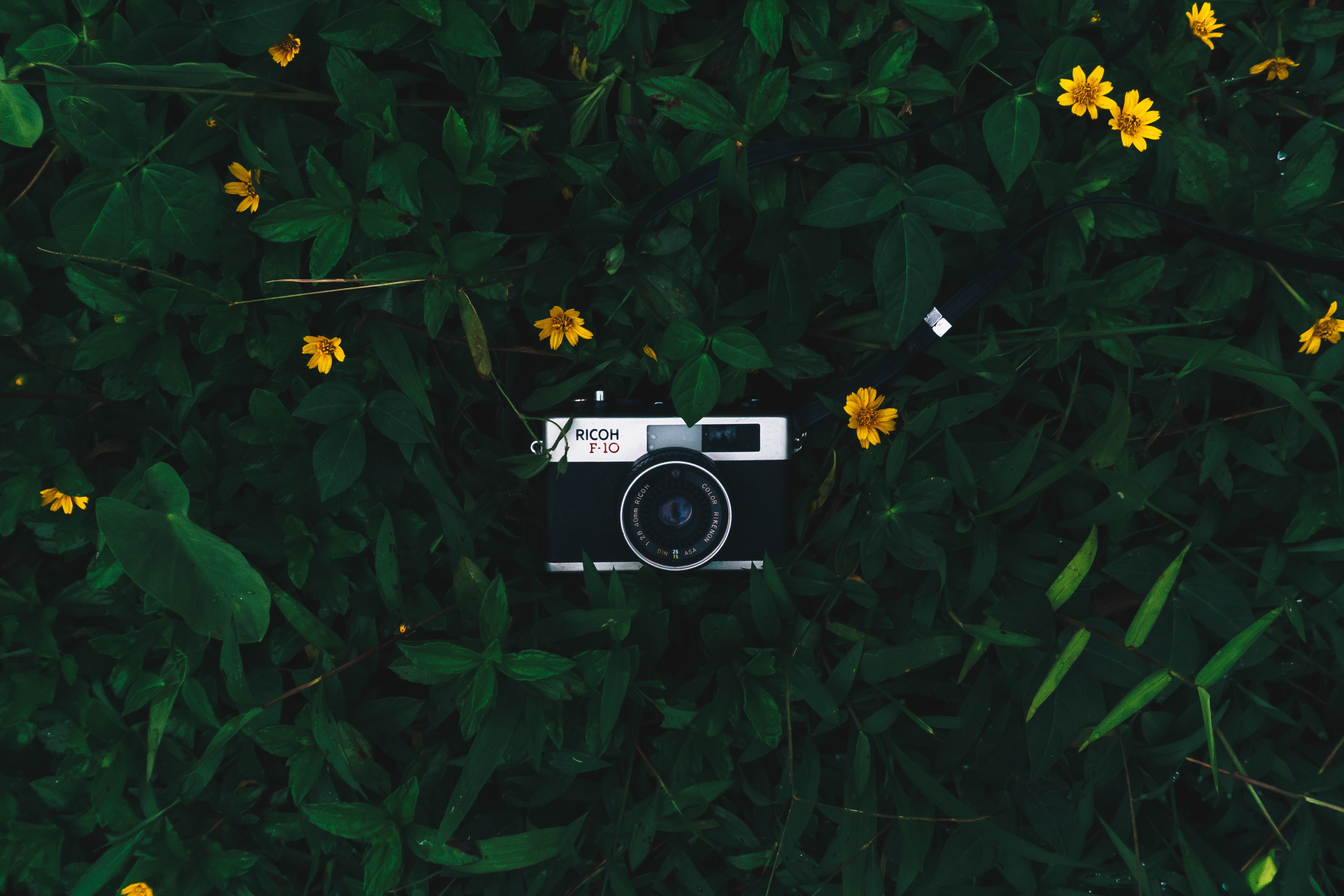 147715 скачать обои фотоаппарат, объектив, цветы, листья, зеленый, желтый, технологии - заставки и картинки бесплатно