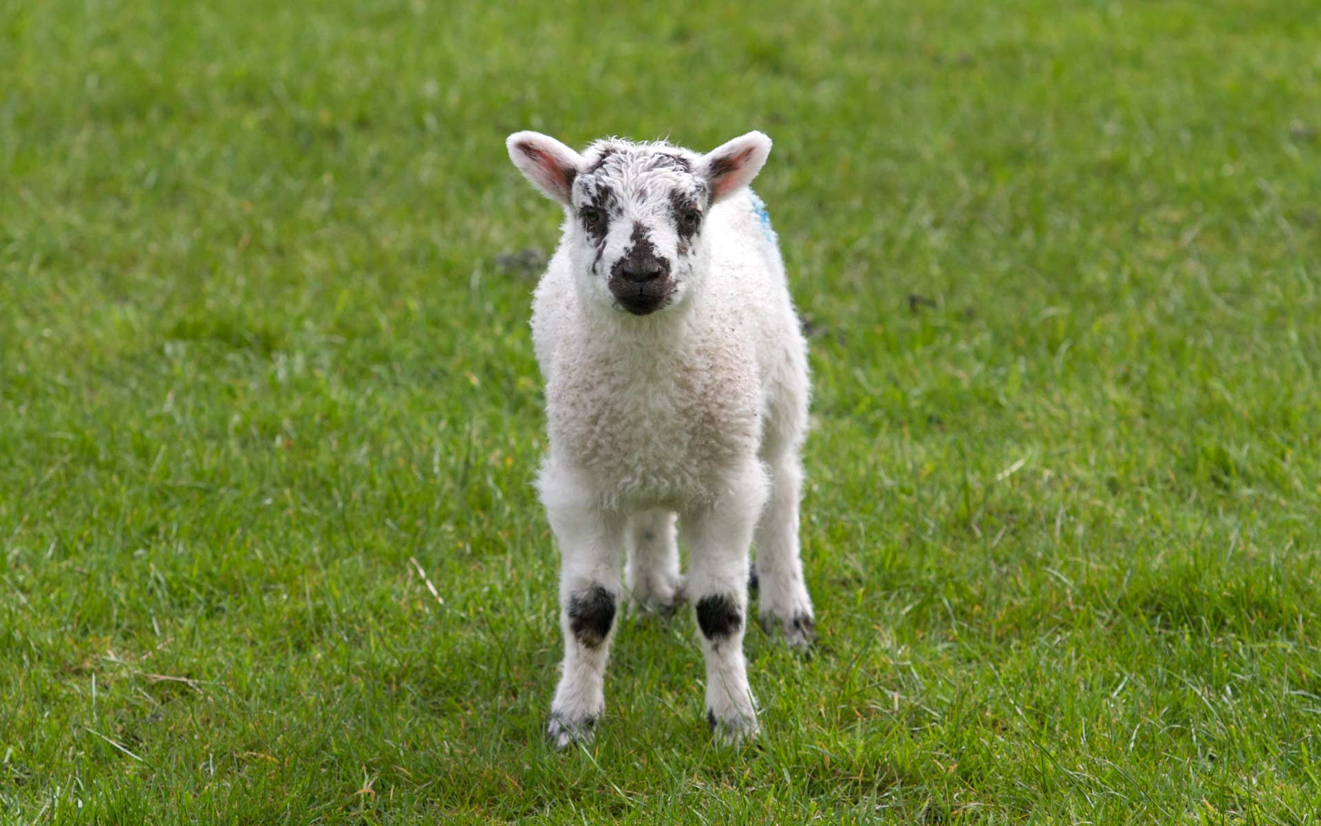 624473 скачать картинку животные, овец, ягненок - обои и заставки бесплатно