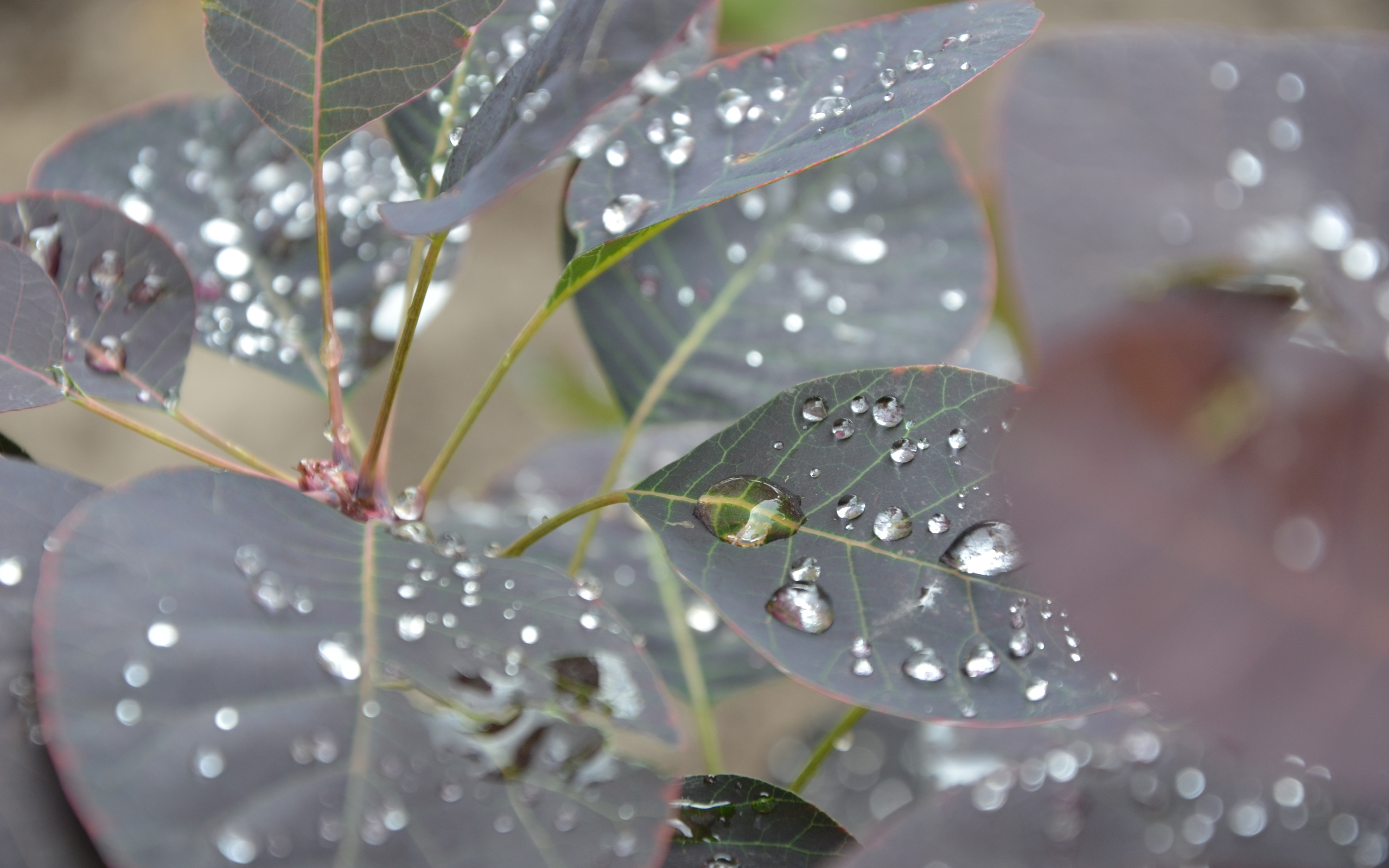 Free download wallpaper Earth, Water Drop on your PC desktop